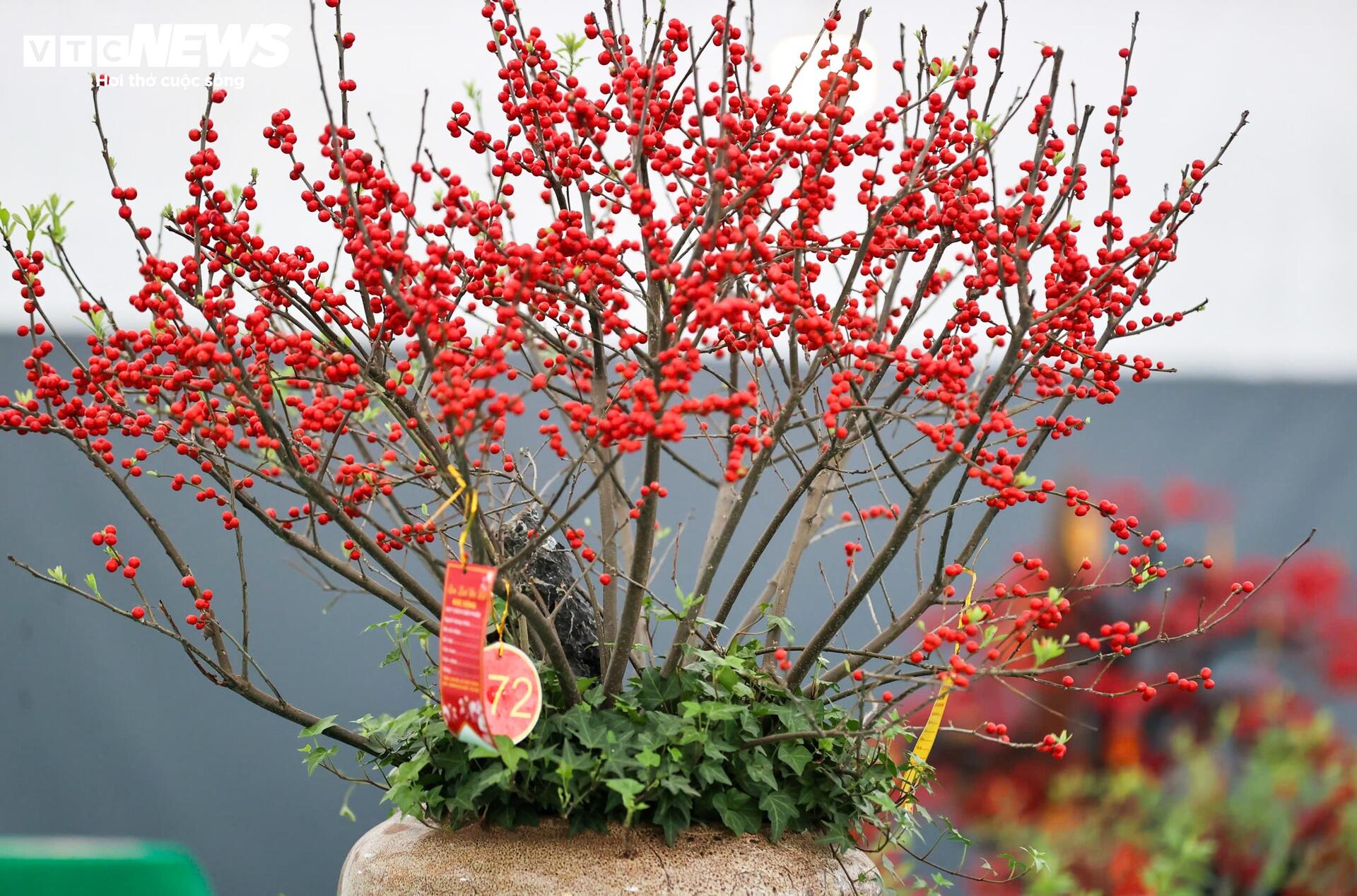 Đào đông khoe sắc đỏ rực đón Tết, giá lên đến vài trăm triệu đồng - 16