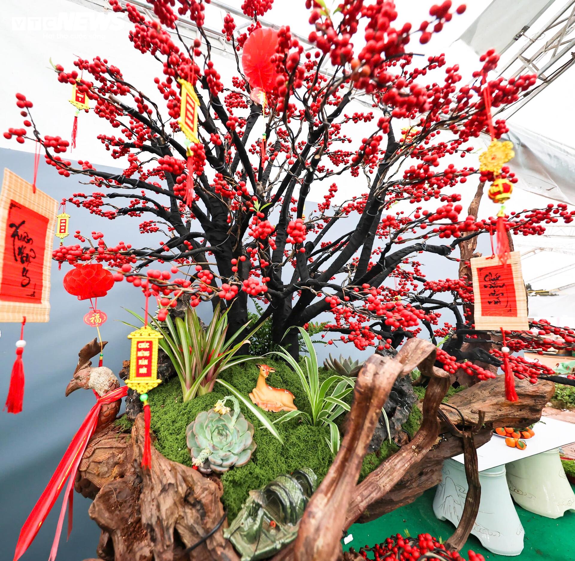 Đào đông khoe sắc đỏ rực đón Tết, giá lên đến vài trăm triệu đồng - 2