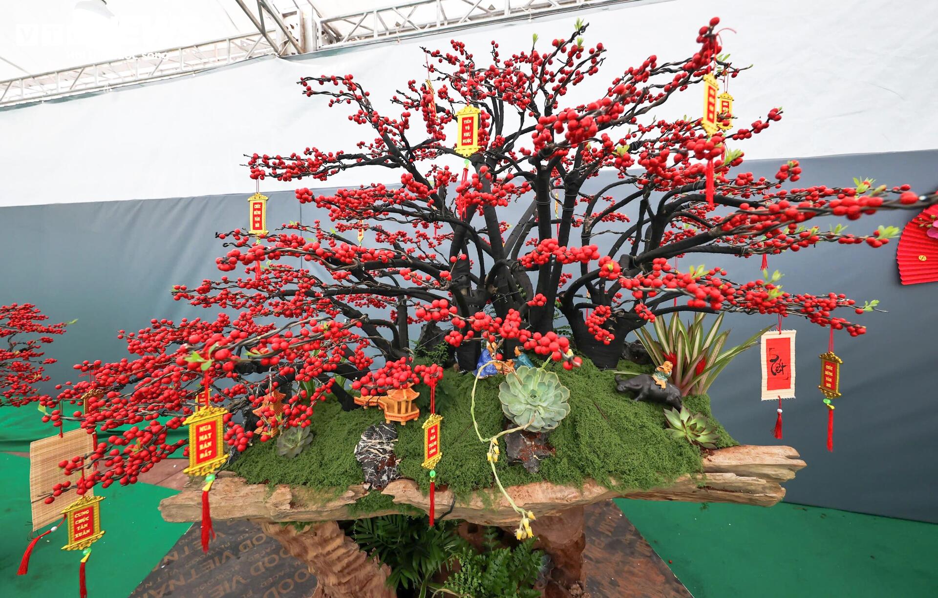 Đào đông khoe sắc đỏ rực đón Tết, giá lên đến vài trăm triệu đồng - 3