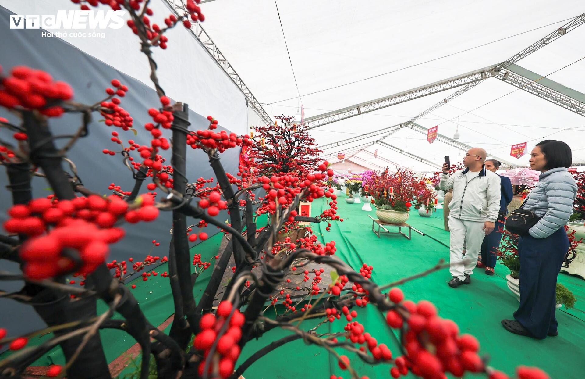 Đào đông khoe sắc đỏ rực đón Tết, giá lên đến vài trăm triệu đồng - 4