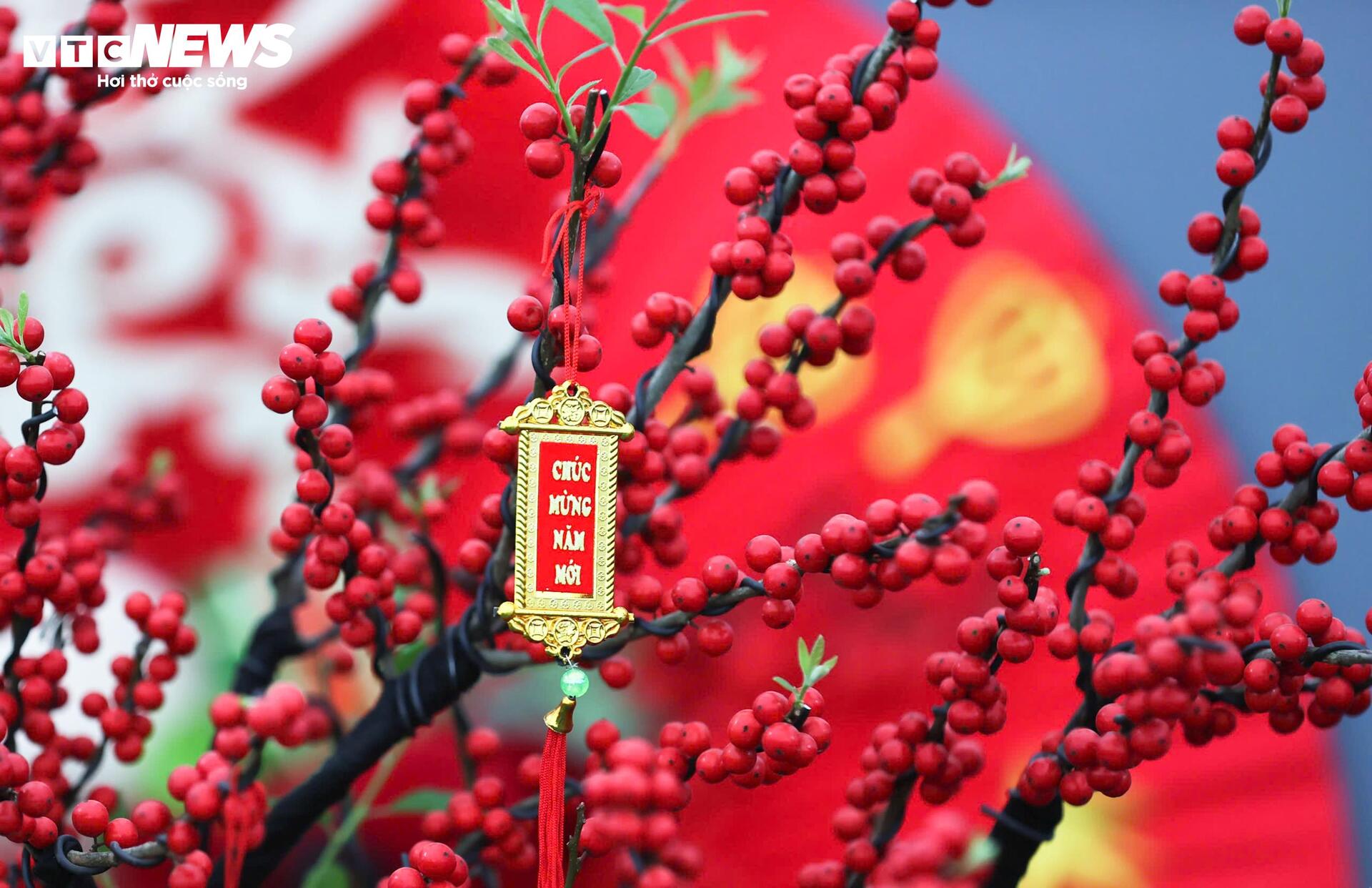 Đào đông khoe sắc đỏ rực đón Tết, giá lên đến vài trăm triệu đồng - 6