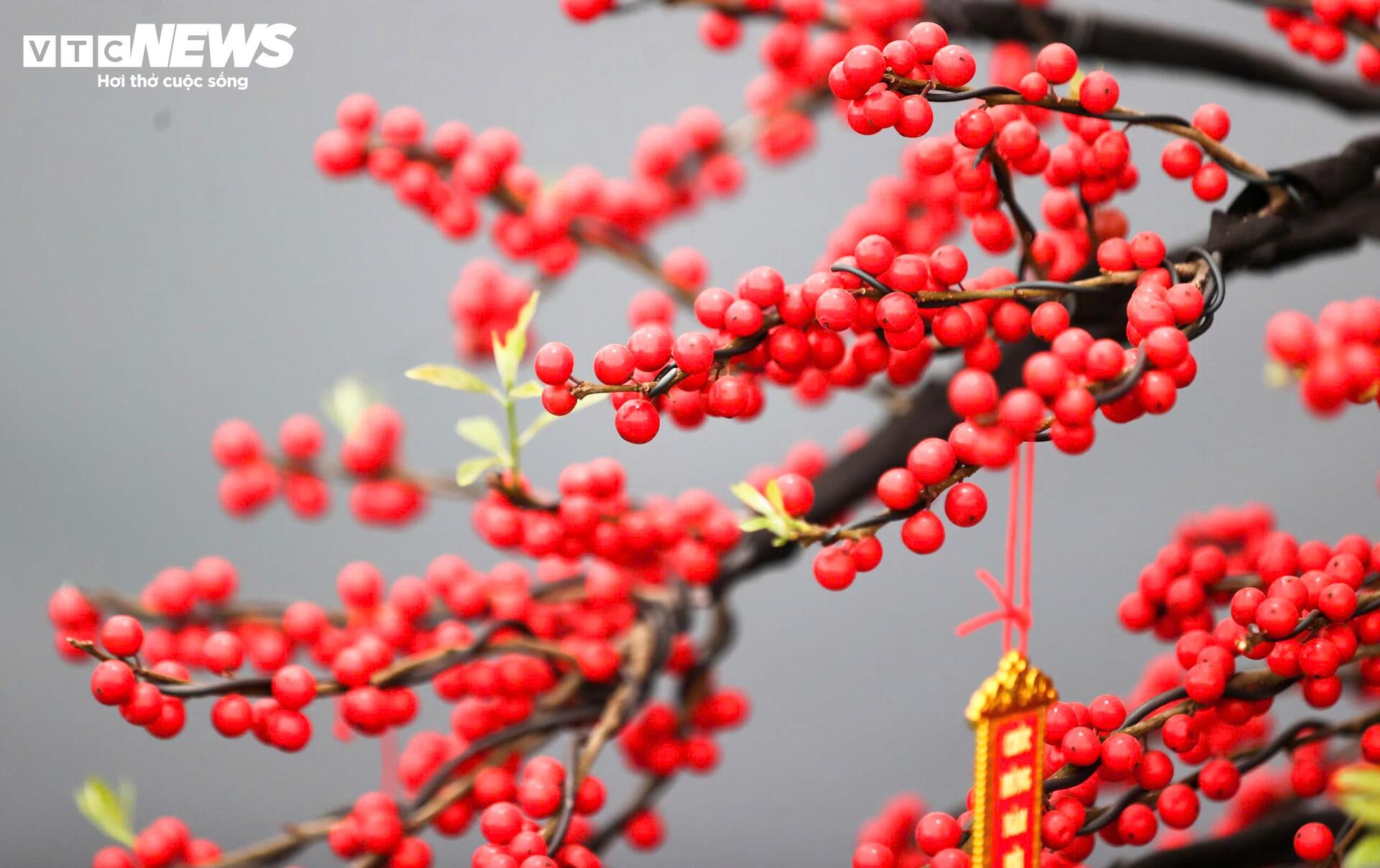 Đào đông khoe sắc đỏ rực đón Tết, giá lên đến vài trăm triệu đồng - 7