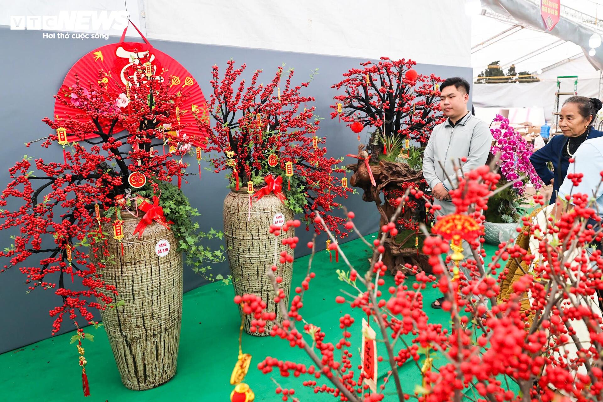 Đào đông khoe sắc đỏ rực đón Tết, giá lên đến vài trăm triệu đồng - 11