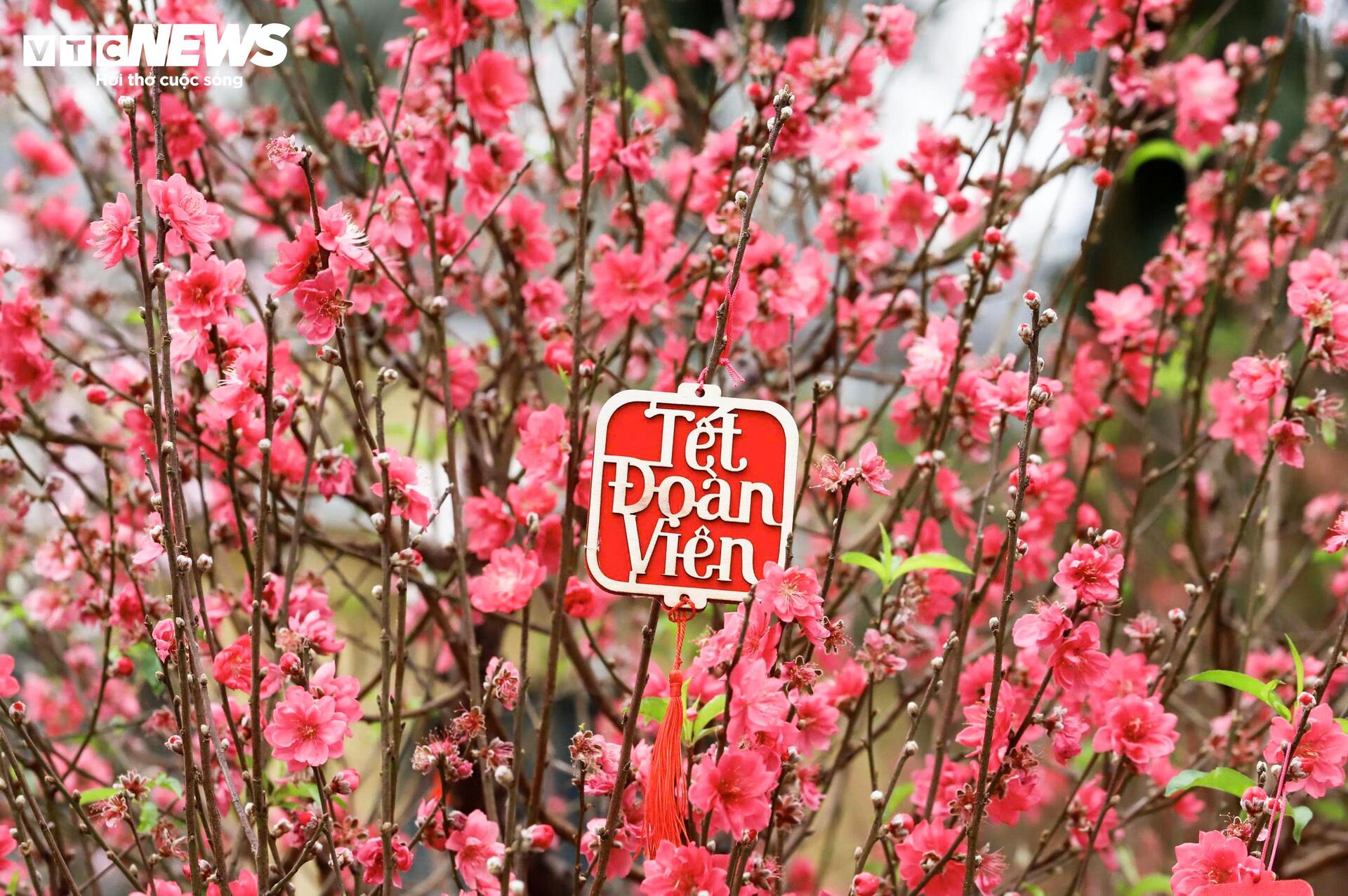 Điểm check-in hoa đào 'hot' nhất Hà Nội những ngày cận Tết - 15