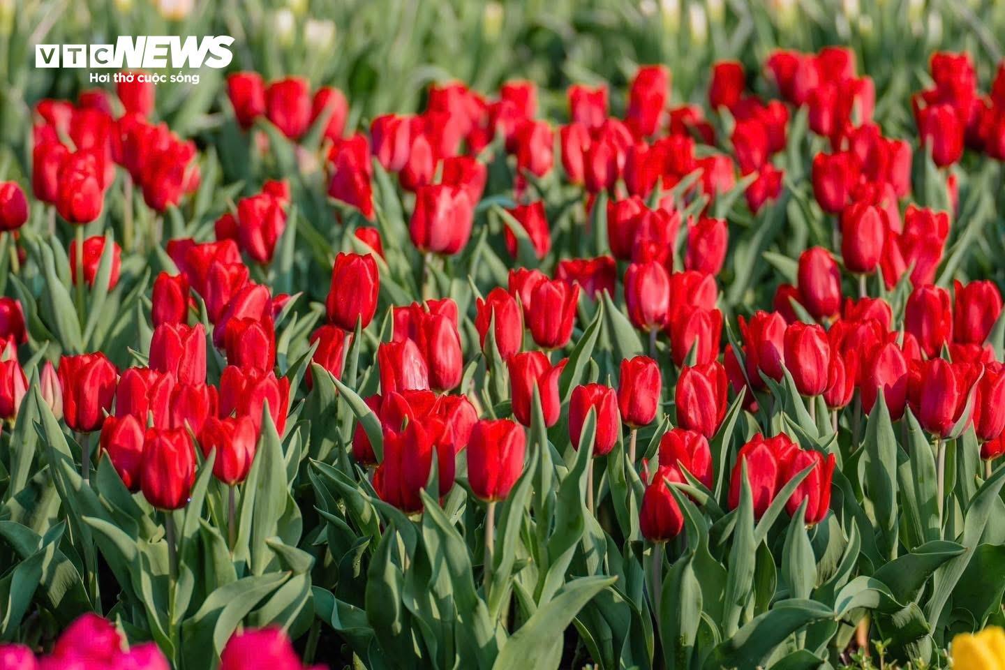 Đầu năm lên núi Bà Đen check-in với vườn hoa tulip rực sắc - 5