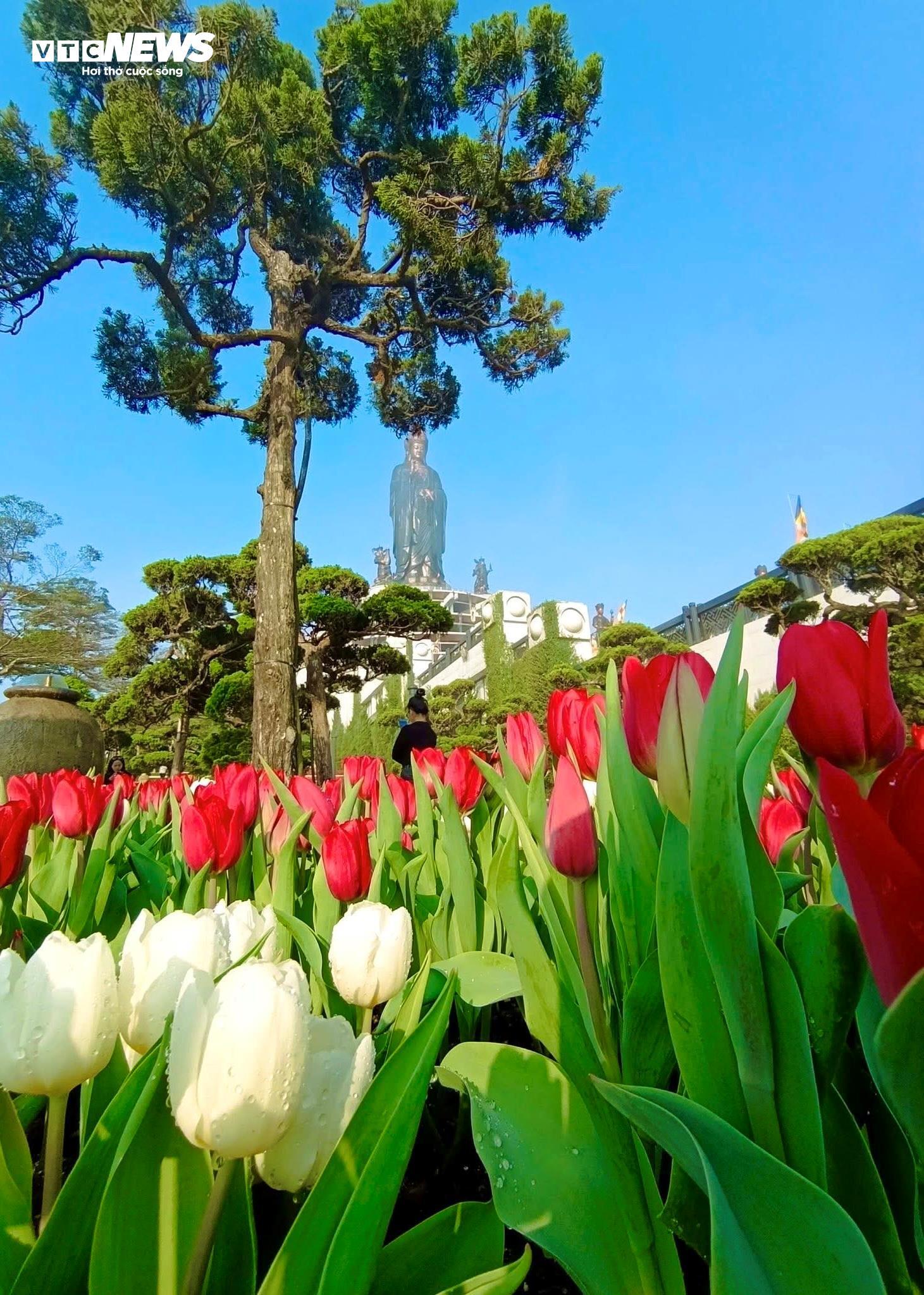 Đầu năm lên núi Bà Đen check-in với vườn hoa tulip rực sắc - 13