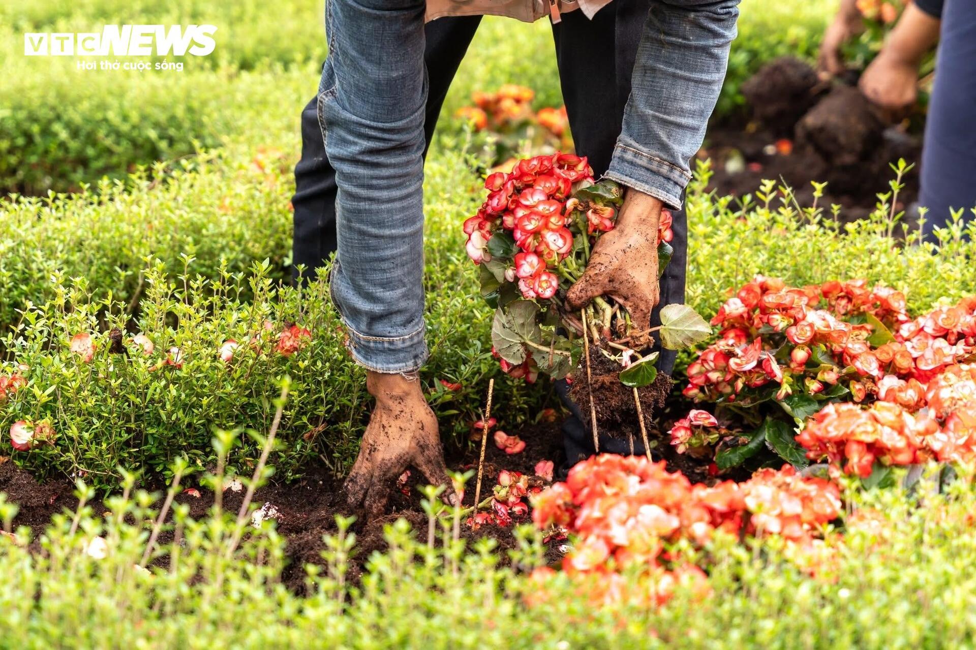 Đầu năm lên núi Bà Đen check-in với vườn hoa tulip rực sắc - 20