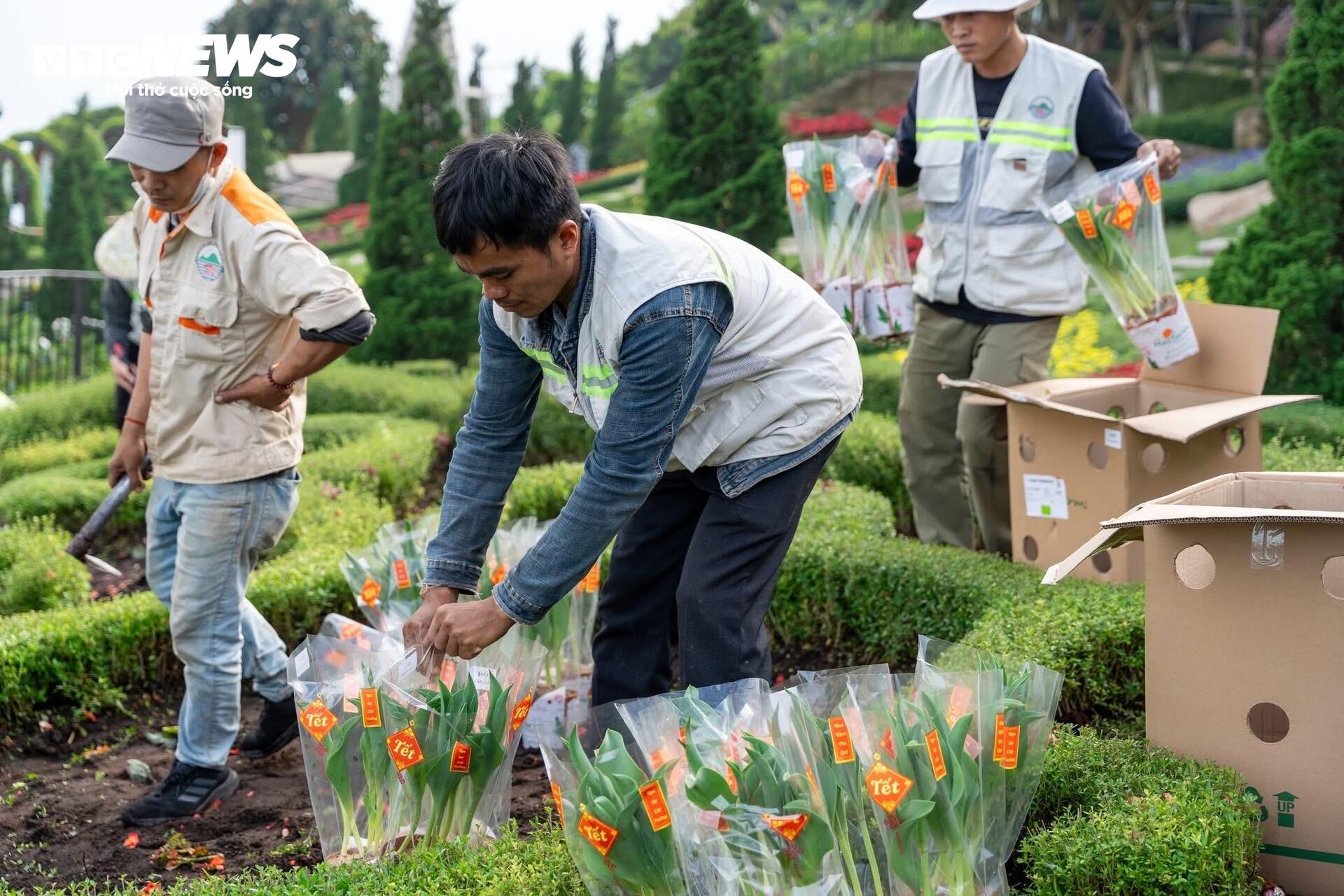 Đầu năm lên núi Bà Đen check-in với vườn hoa tulip rực sắc - 19