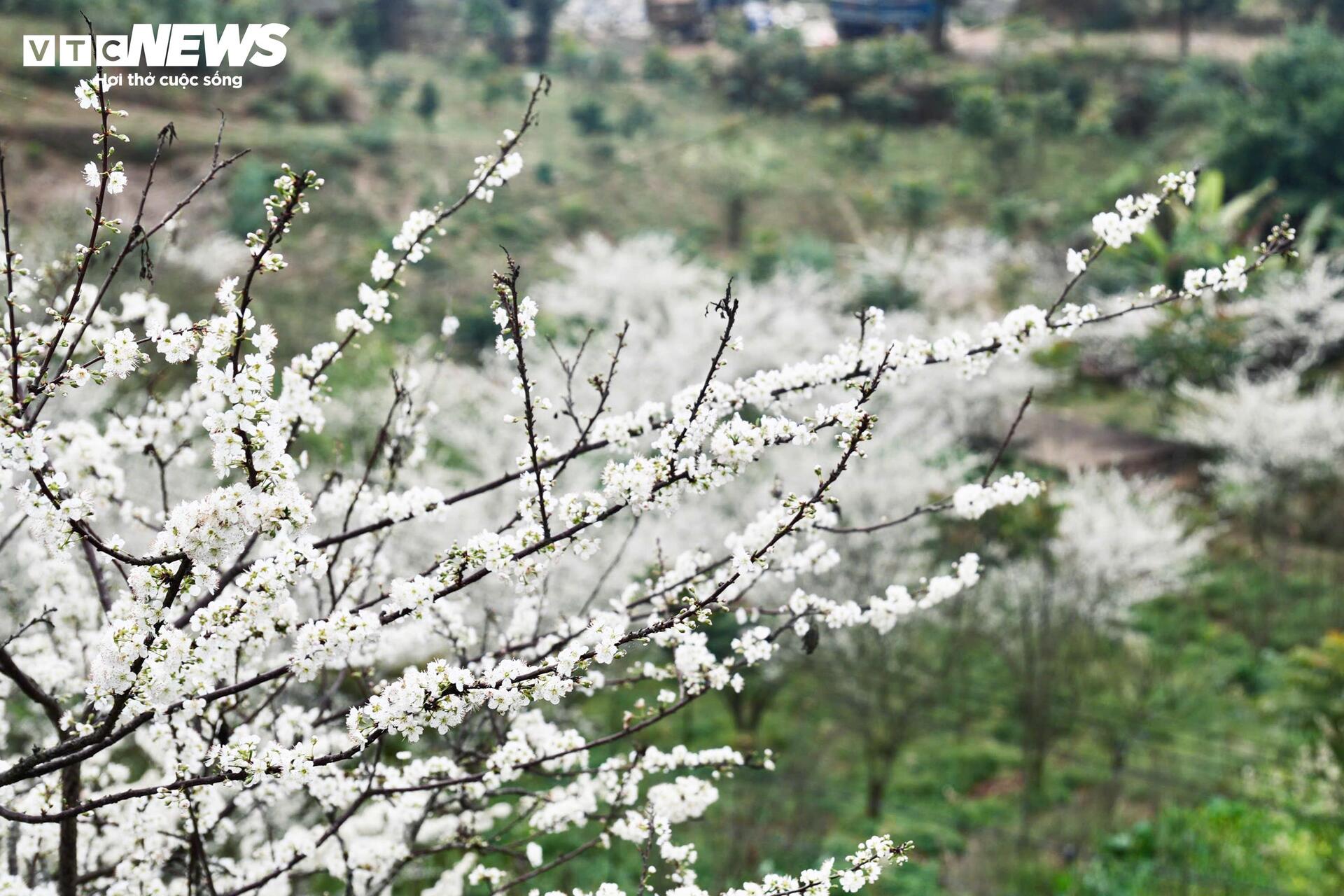 Núi rừng Lào Cai phủ trắng sắc hoa mận cuối tháng 2 - 11