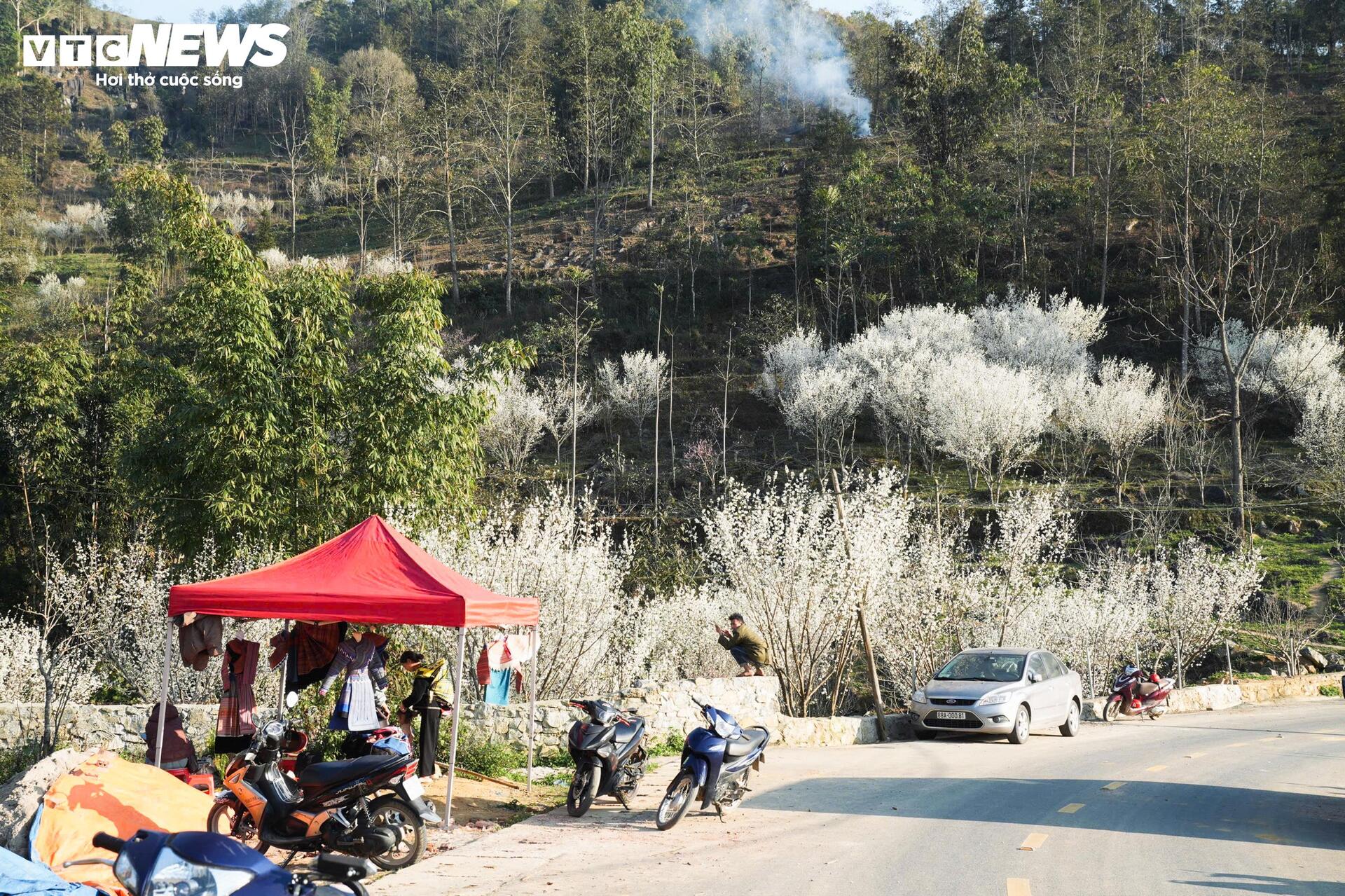 Núi rừng Lào Cai phủ trắng sắc hoa mận cuối tháng 2 - 12