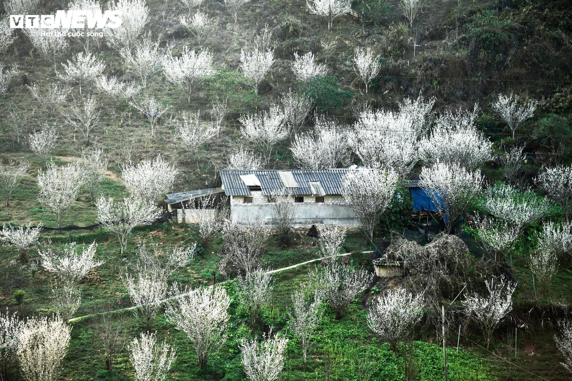 Núi rừng Lào Cai phủ trắng sắc hoa mận cuối tháng 2 - 1