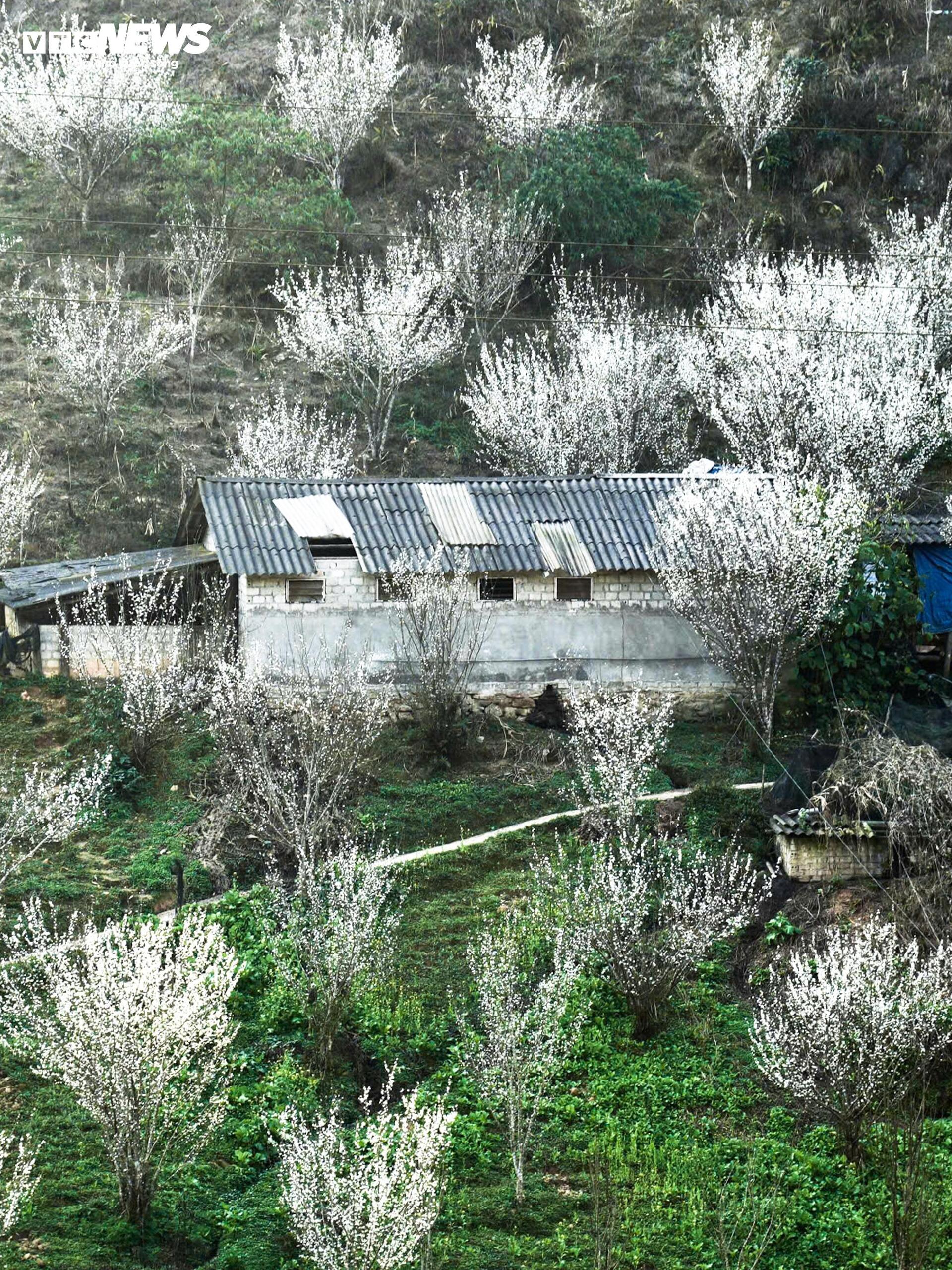 Núi rừng Lào Cai phủ trắng sắc hoa mận cuối tháng 2 - 3