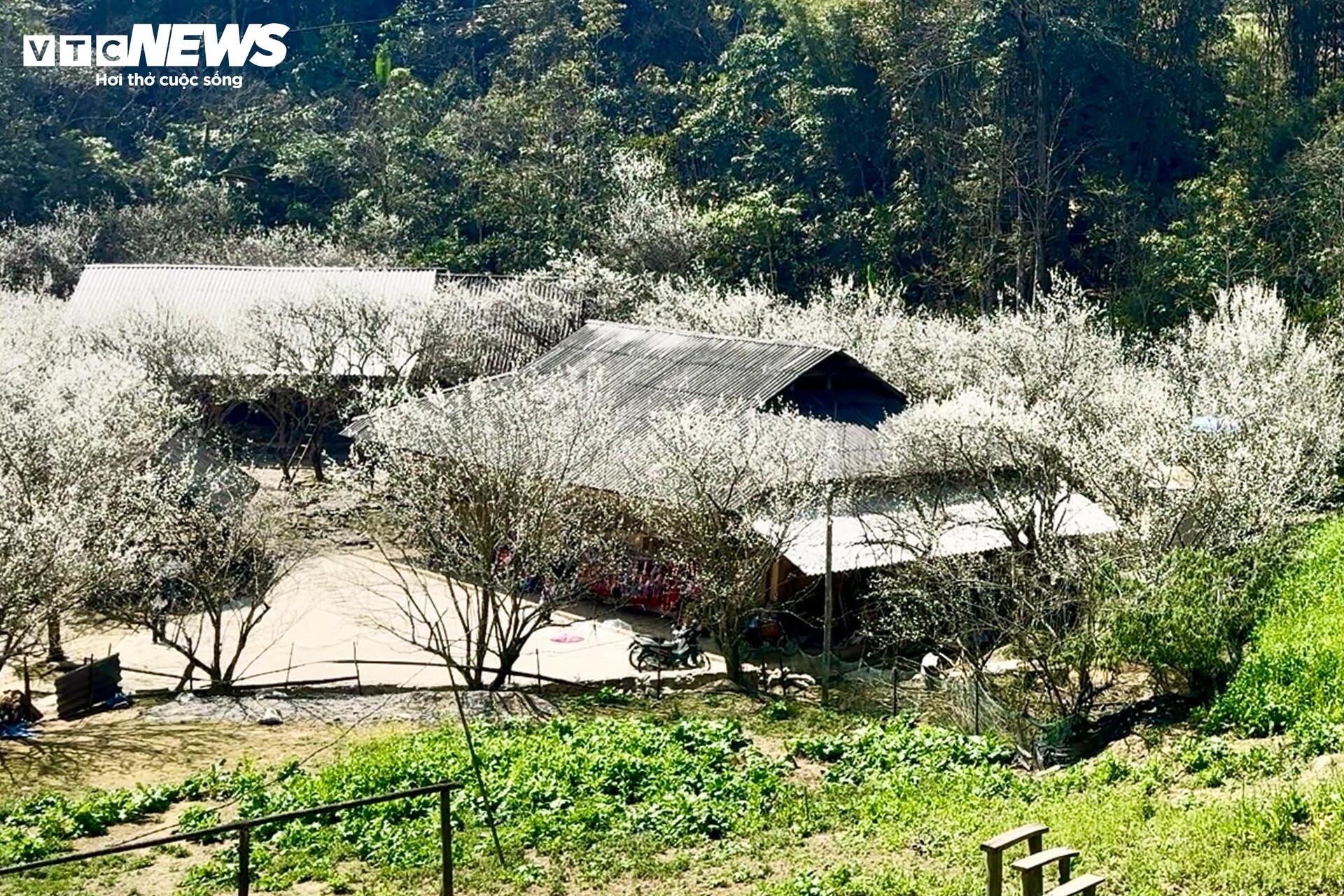 Núi rừng Lào Cai phủ trắng sắc hoa mận cuối tháng 2 - 4