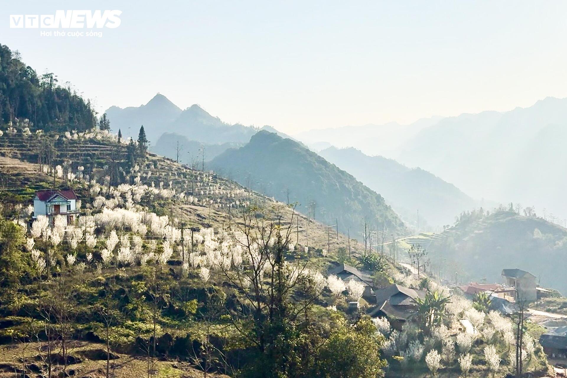 Núi rừng Lào Cai phủ trắng sắc hoa mận cuối tháng 2 - 5