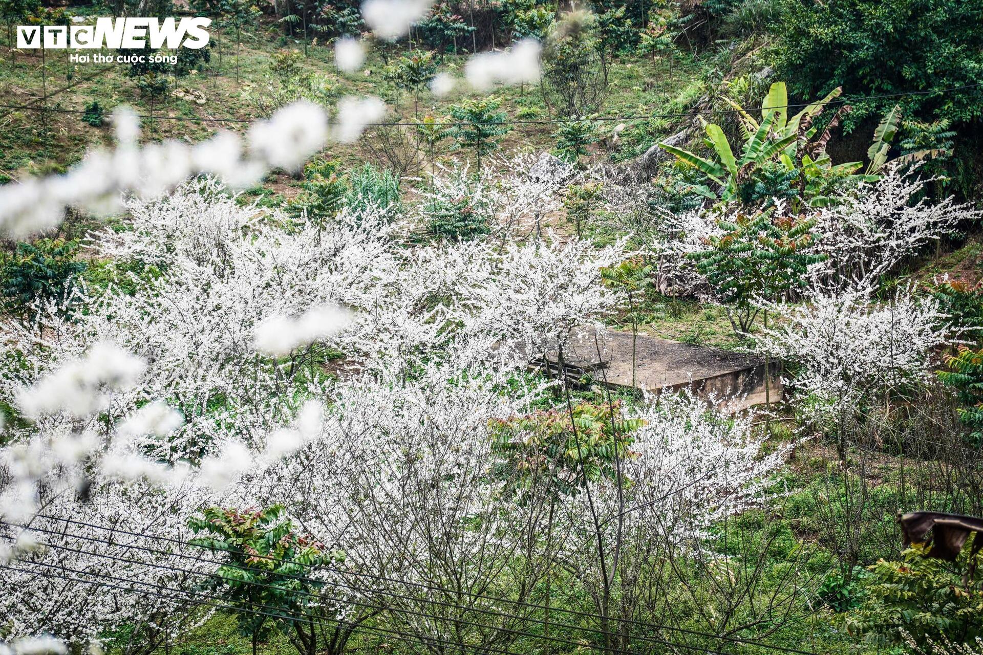 Núi rừng Lào Cai phủ trắng sắc hoa mận cuối tháng 2 - 6