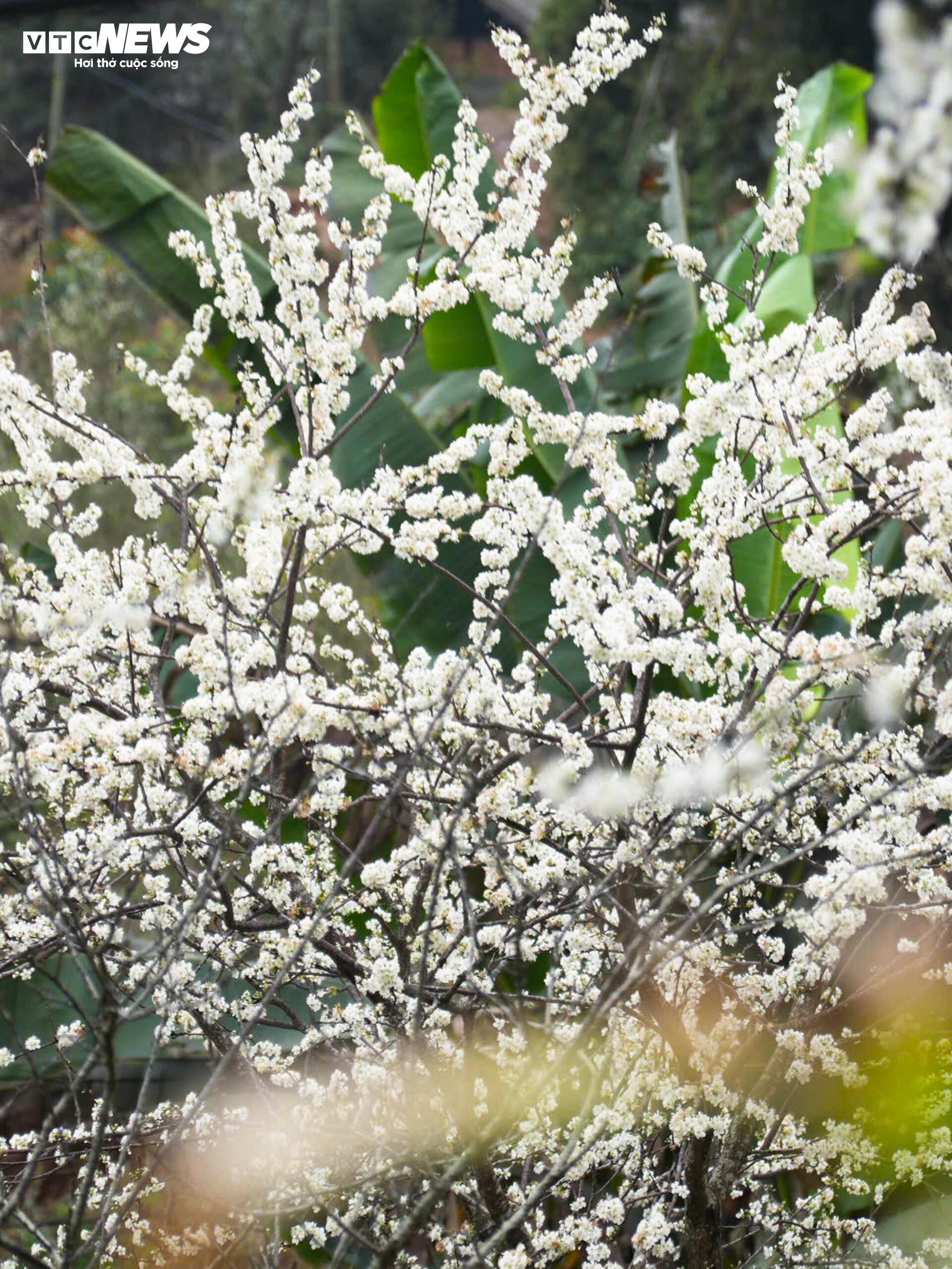 Núi rừng Lào Cai phủ trắng sắc hoa mận cuối tháng 2 - 7