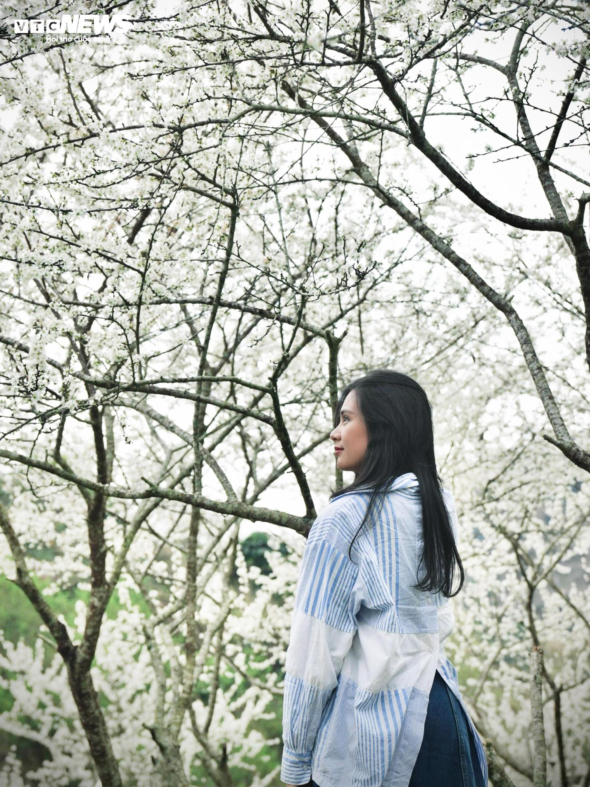 Núi rừng Lào Cai phủ trắng sắc hoa mận cuối tháng 2 - 8