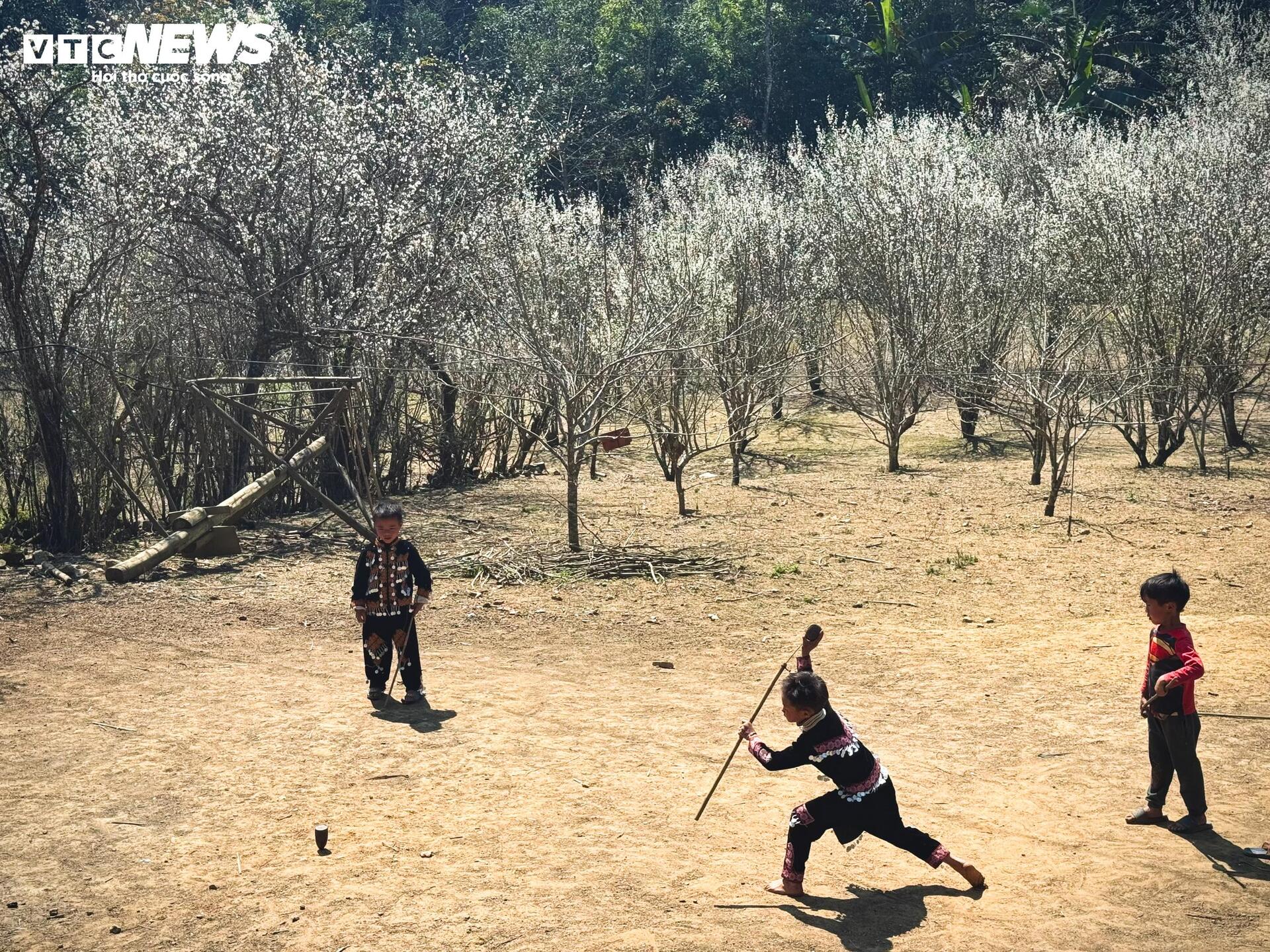 Núi rừng Lào Cai phủ trắng sắc hoa mận cuối tháng 2 - 10