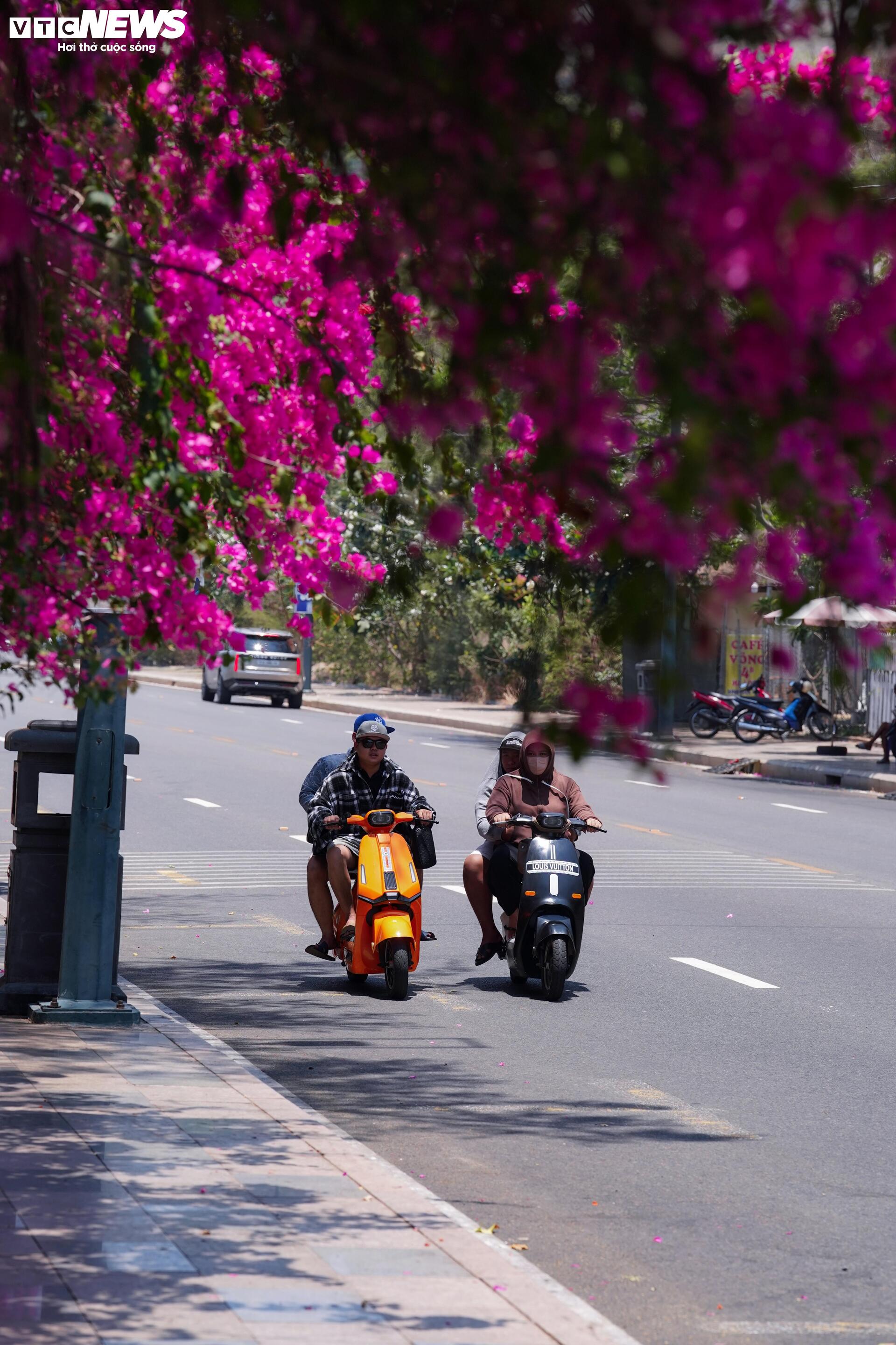 Hoa giấy nhuộm hồng đường ven biển đẹp nhất TP.HCM - 3