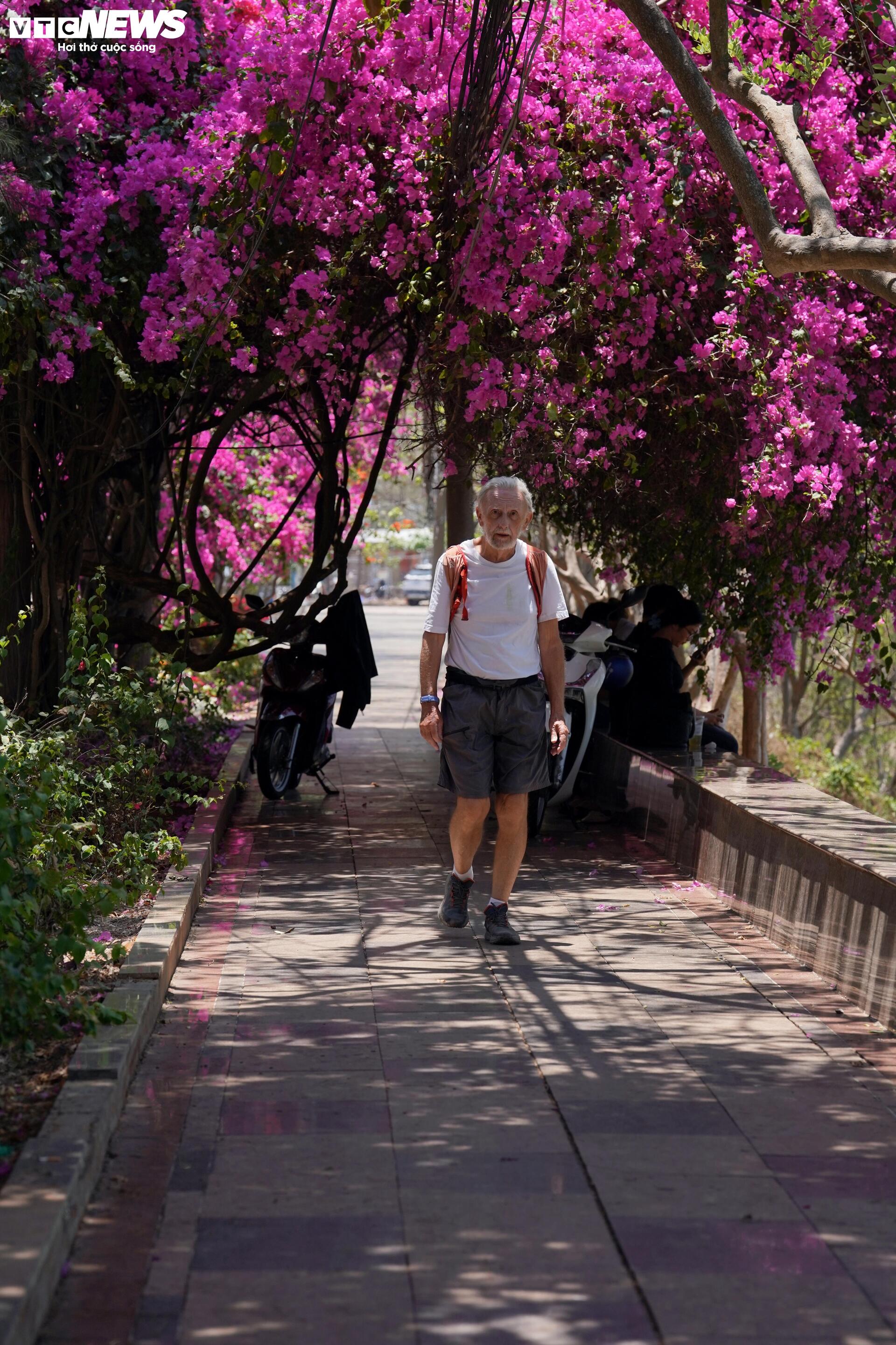 Hoa giấy nhuộm hồng đường ven biển đẹp nhất TP.HCM - 6