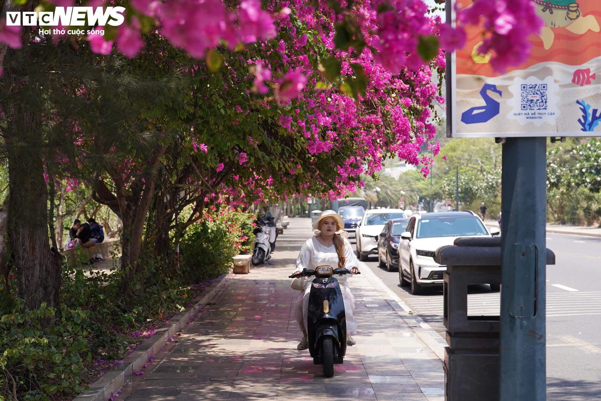 Hoa giấy nhuộm hồng đường ven biển đẹp nhất TP.HCM - 5