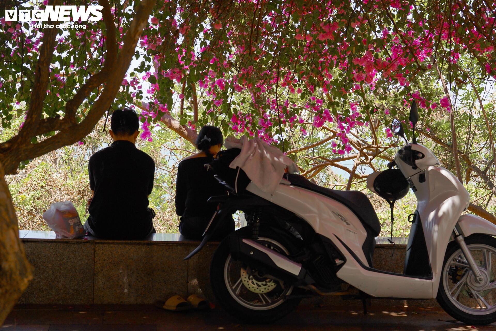 Hoa giấy nhuộm hồng đường ven biển đẹp nhất TP.HCM - 7