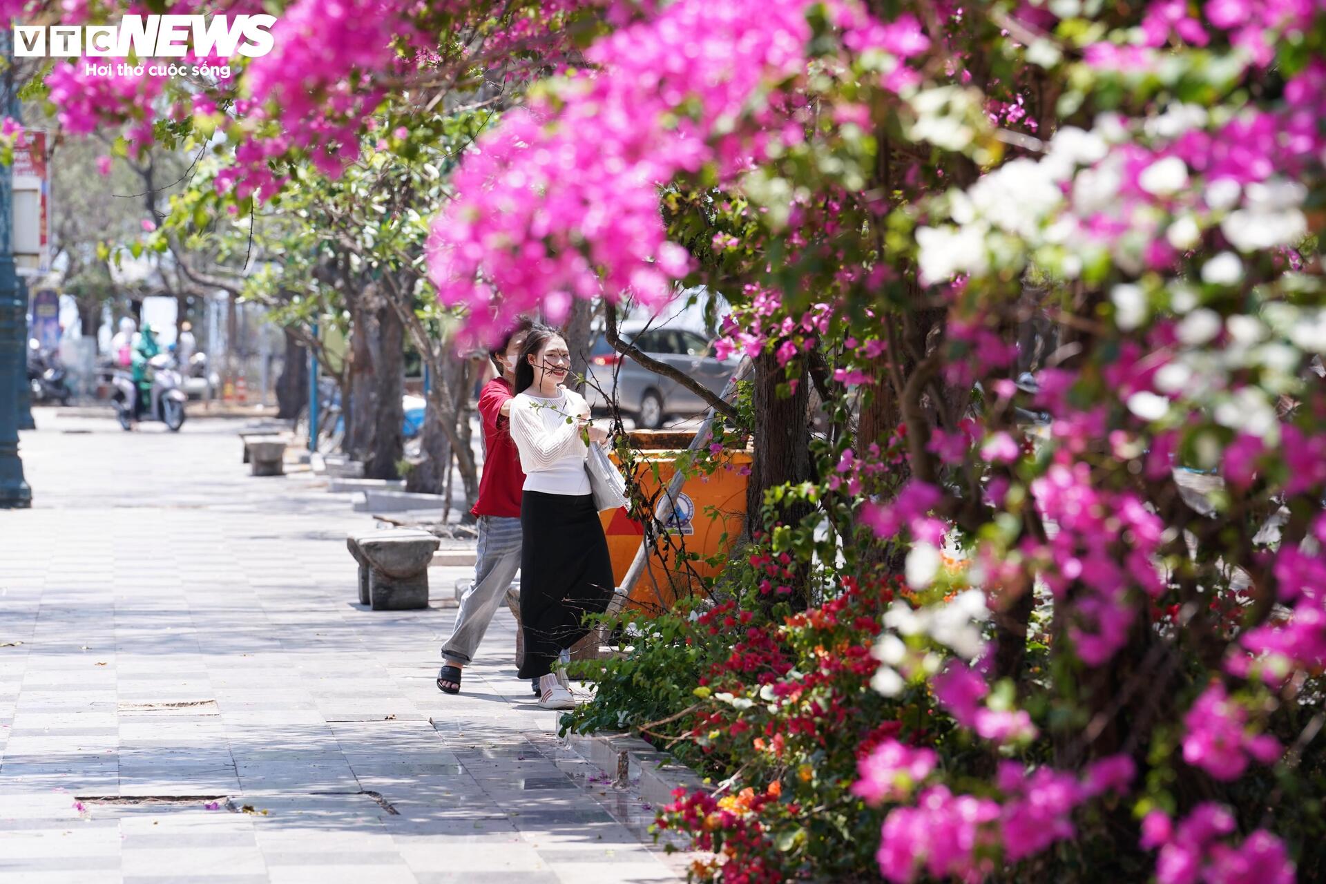 Hoa giấy nhuộm hồng đường ven biển đẹp nhất TP.HCM - 1