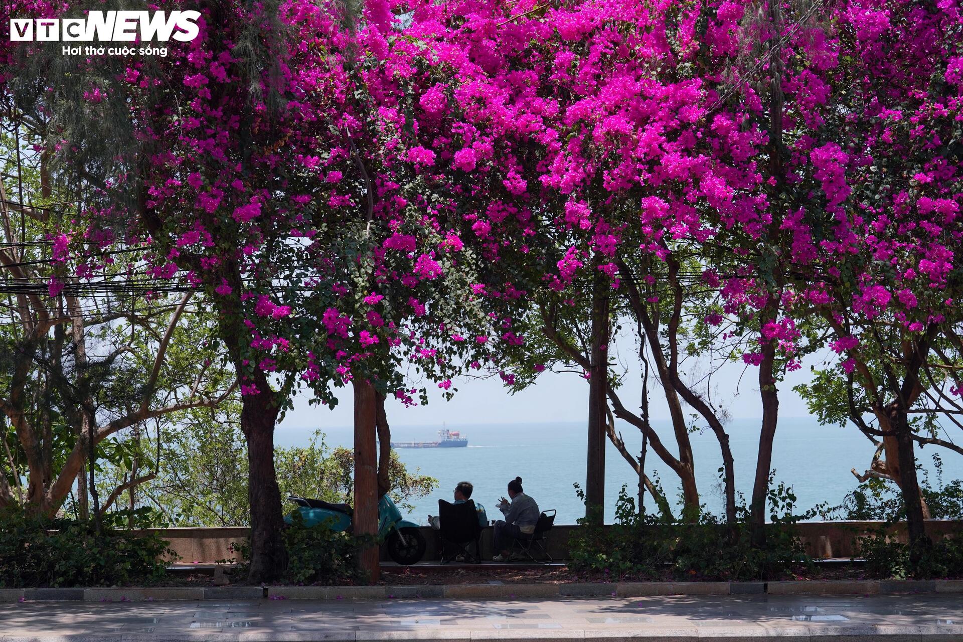 Hoa giấy nhuộm hồng đường ven biển đẹp nhất TP.HCM - 2