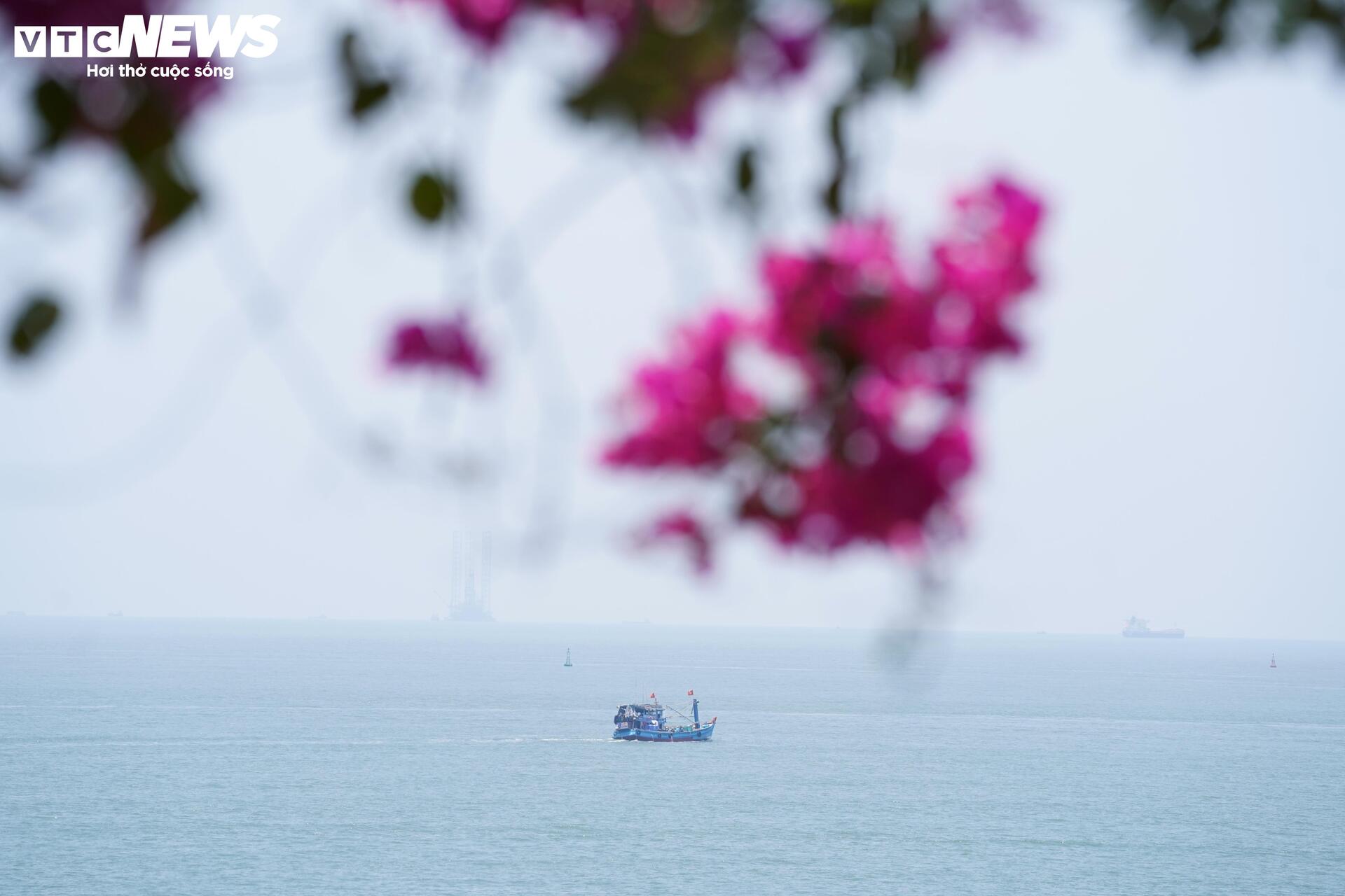 Hoa giấy nhuộm hồng đường ven biển đẹp nhất TP.HCM - 8