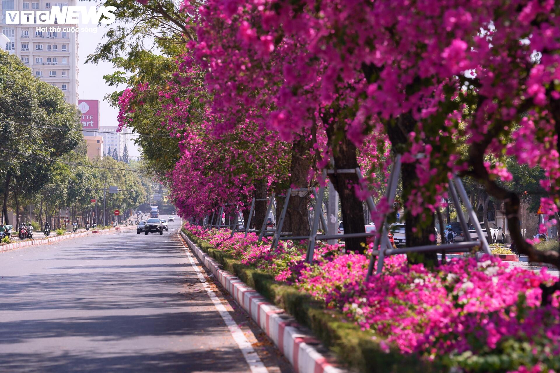 Hoa giấy nhuộm hồng đường ven biển đẹp nhất TP.HCM - 14