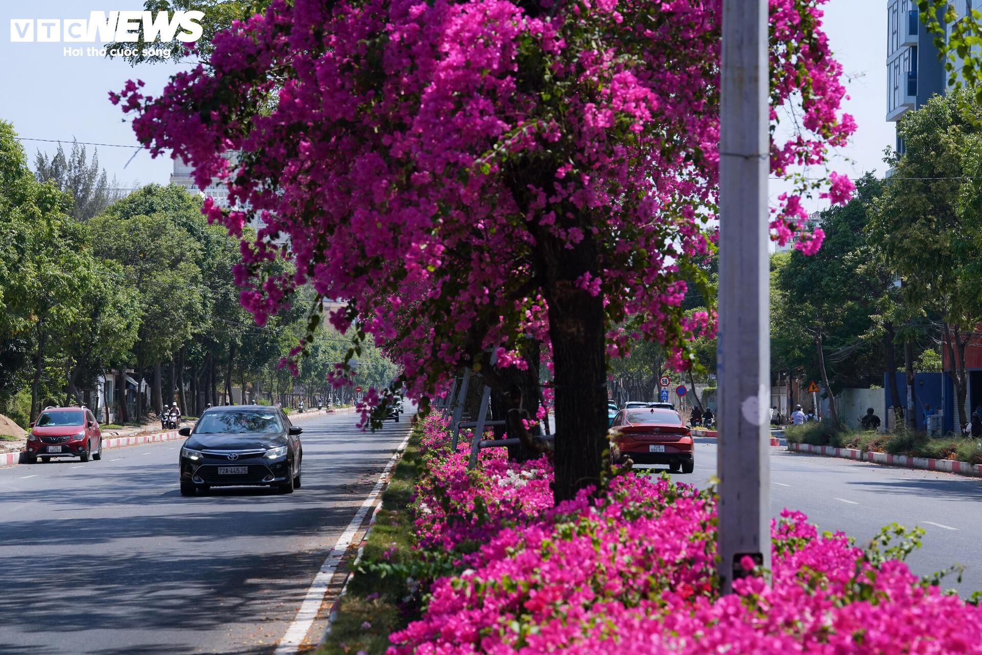 Hoa giấy nhuộm hồng đường ven biển đẹp nhất TP.HCM - 9