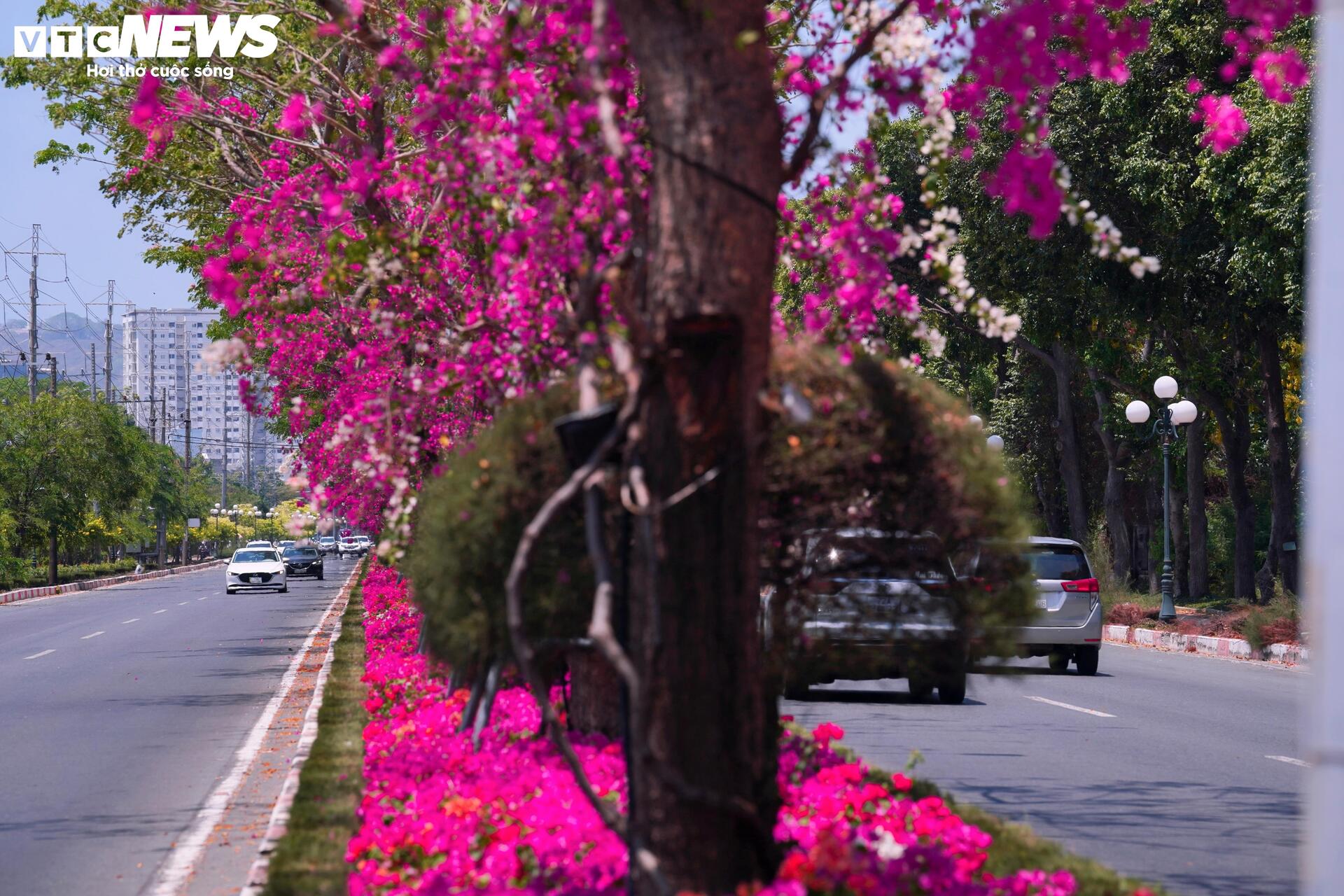 Hoa giấy nhuộm hồng đường ven biển đẹp nhất TP.HCM - 12