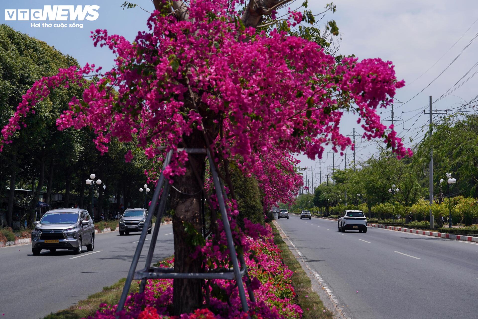 Hoa giấy nhuộm hồng đường ven biển đẹp nhất TP.HCM - 15