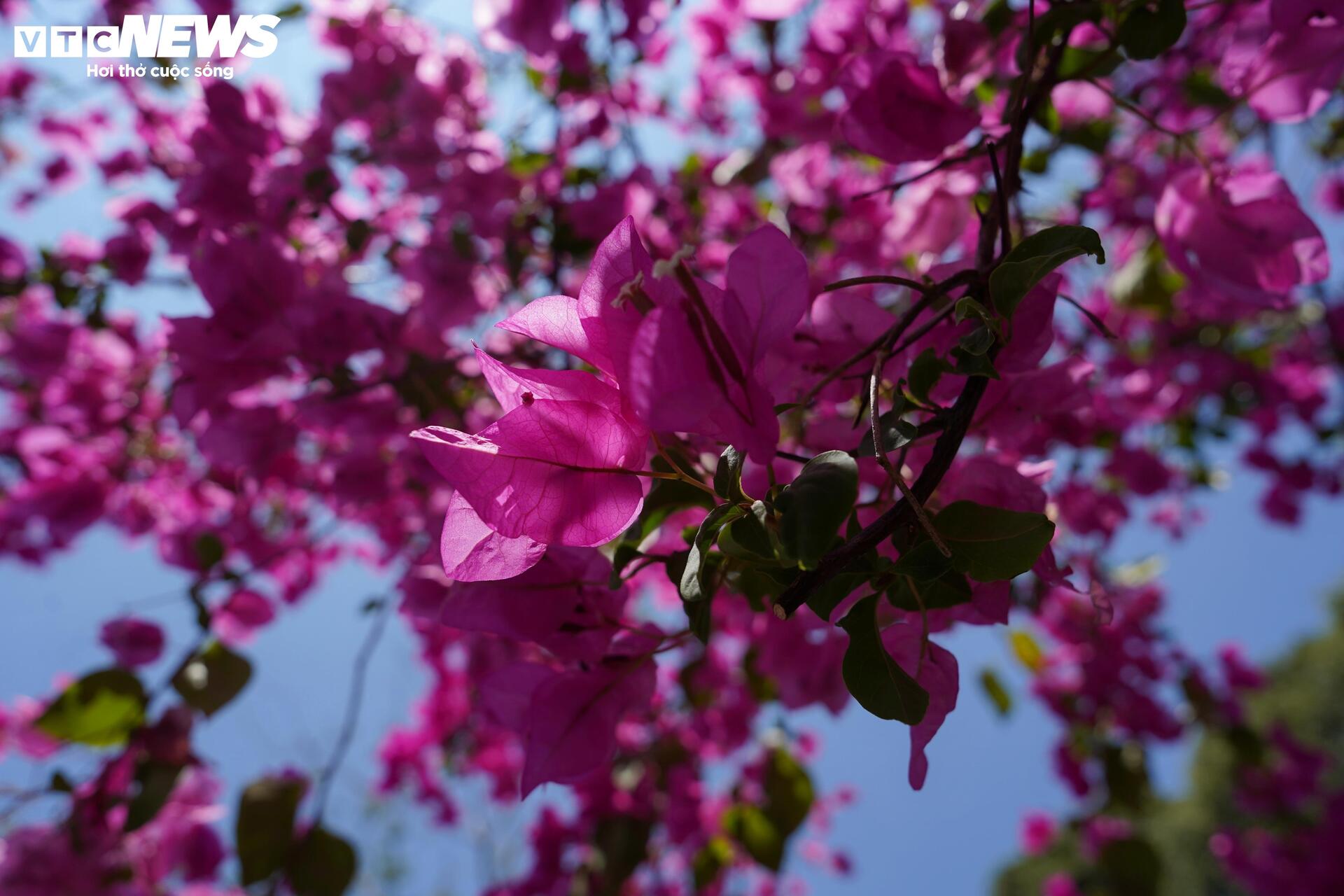 Hoa giấy nhuộm hồng đường ven biển đẹp nhất TP.HCM - 11