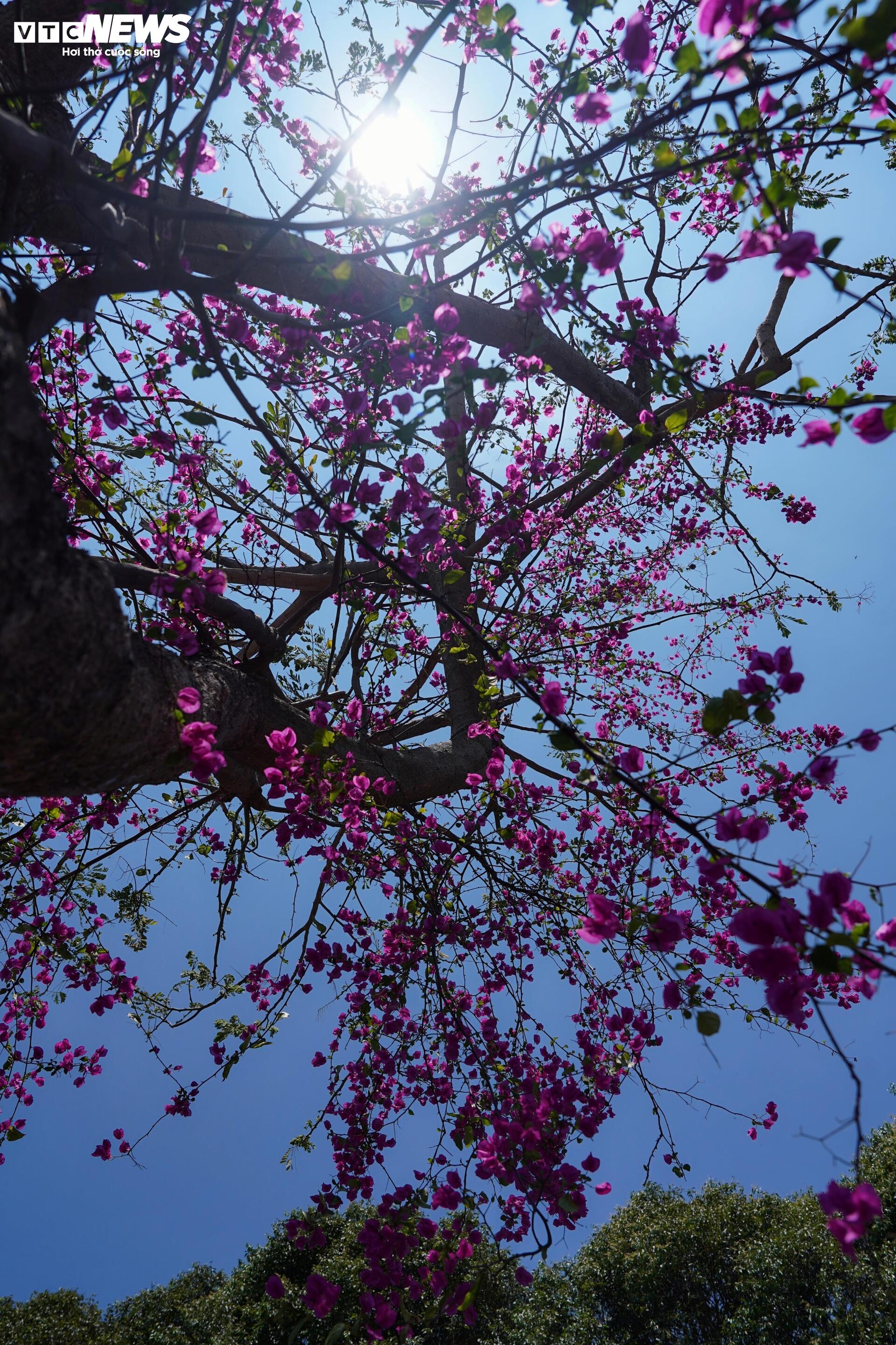 Hoa giấy nhuộm hồng đường ven biển đẹp nhất TP.HCM - 10