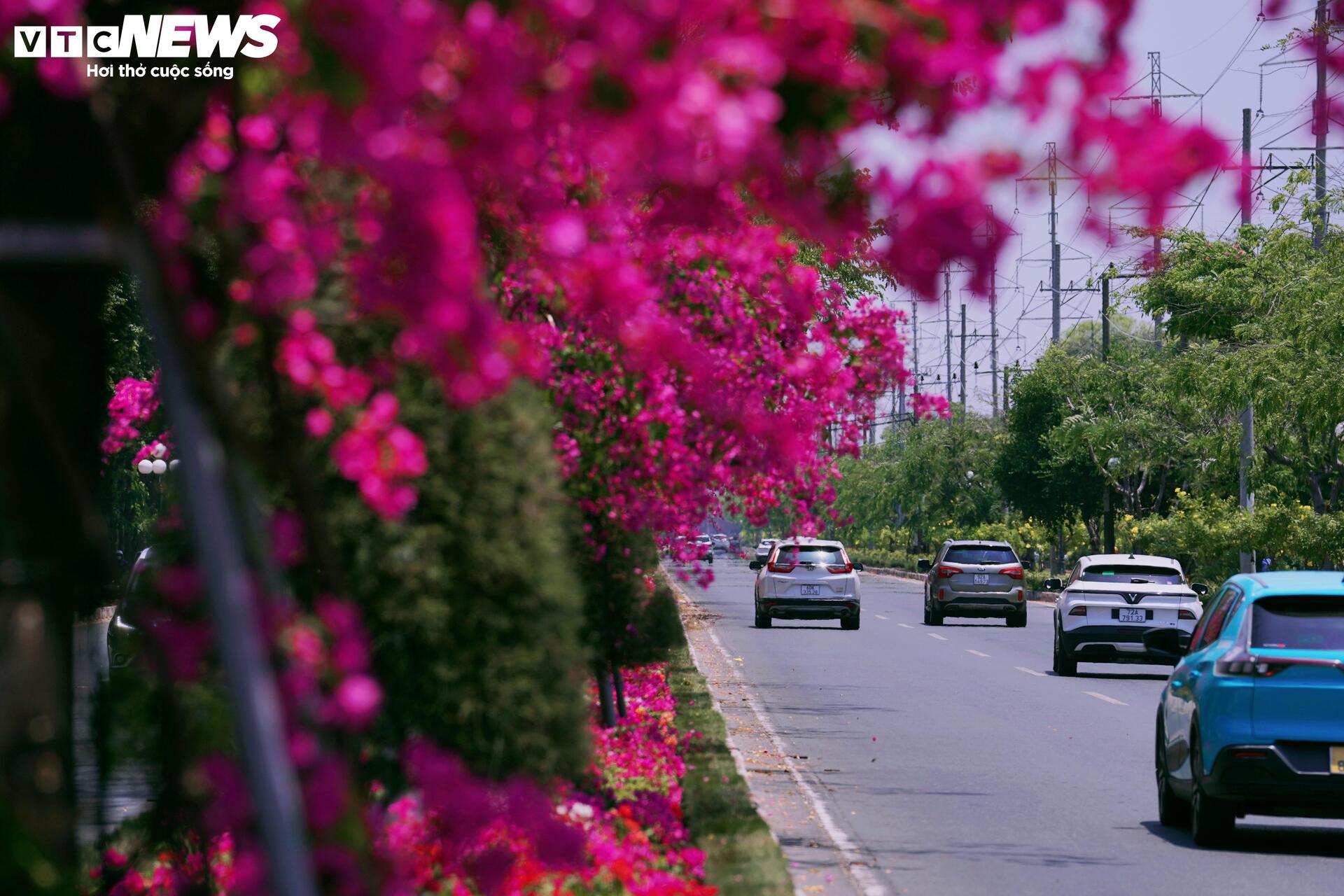 Hoa giấy nhuộm hồng đường ven biển đẹp nhất TP.HCM - 13