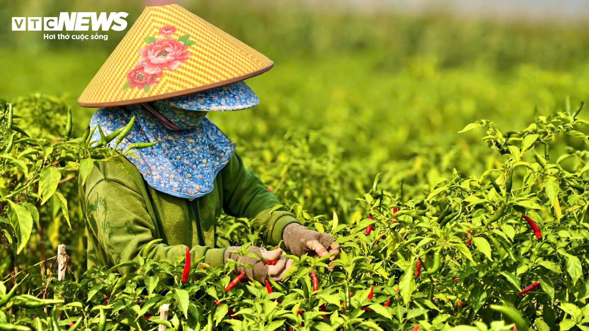 Giá ớt rớt thê thảm, nông dân Quảng Ngãi điêu đứng - 3