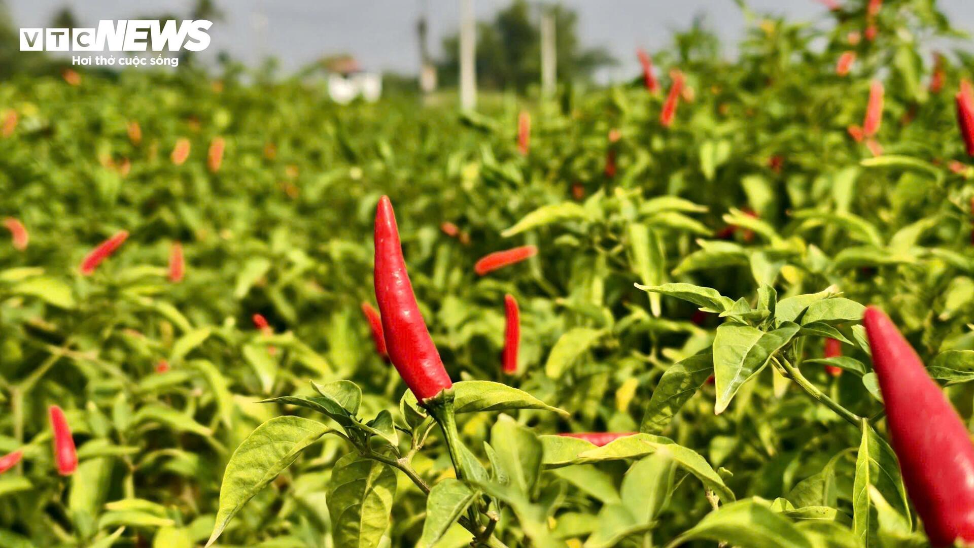 Giá ớt rớt thê thảm, nông dân Quảng Ngãi điêu đứng - 2