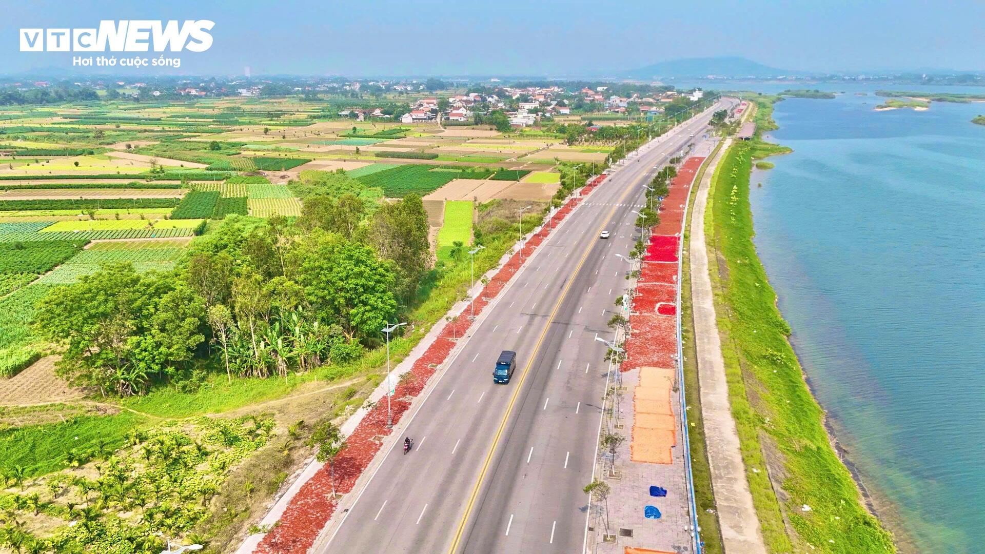 Giá ớt rớt thê thảm, nông dân Quảng Ngãi điêu đứng - 9