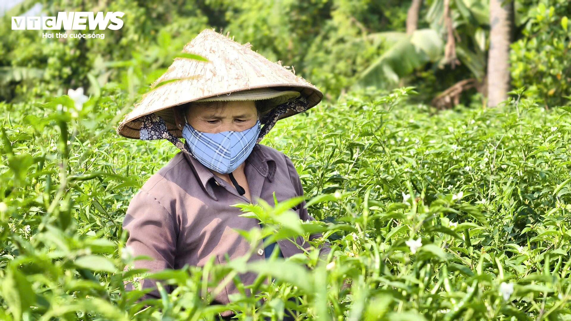 Giá ớt rớt thê thảm, nông dân Quảng Ngãi điêu đứng - 1