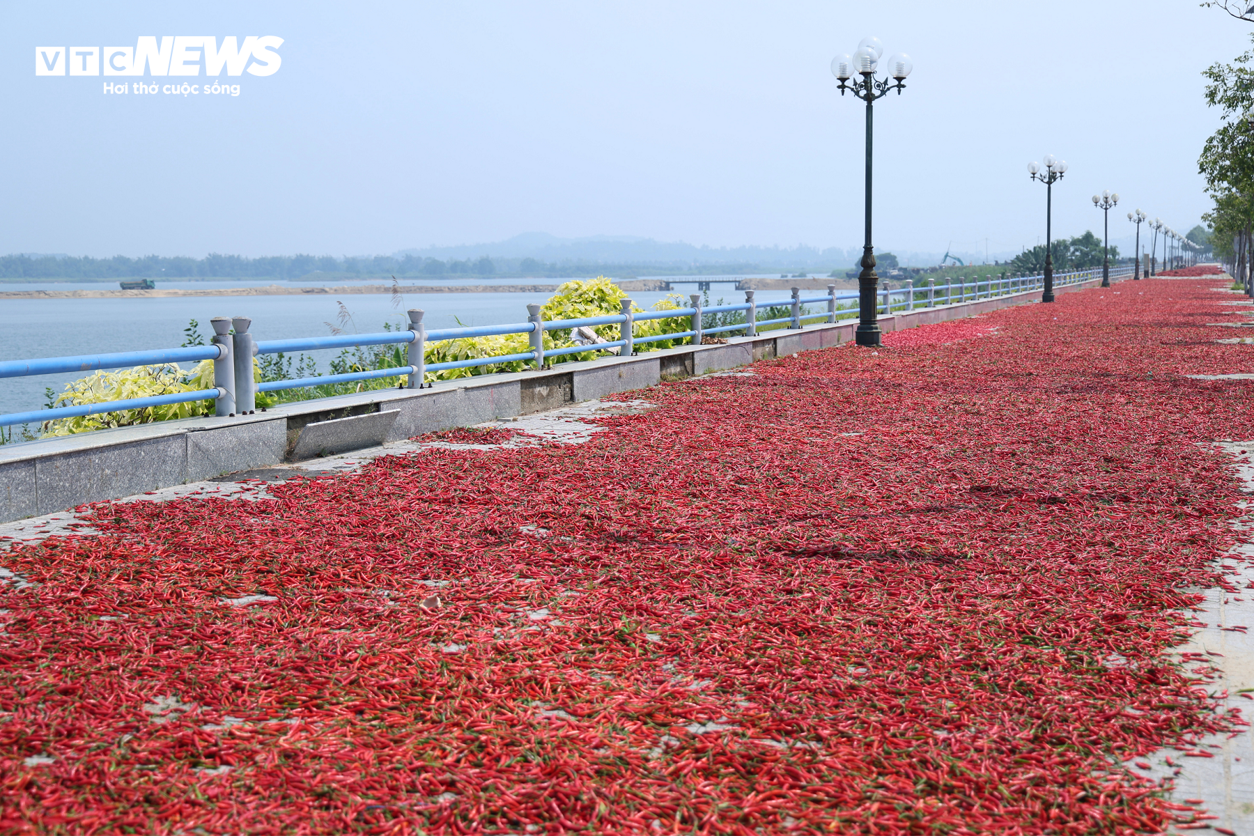 Giá ớt rớt thê thảm, nông dân Quảng Ngãi điêu đứng - 8