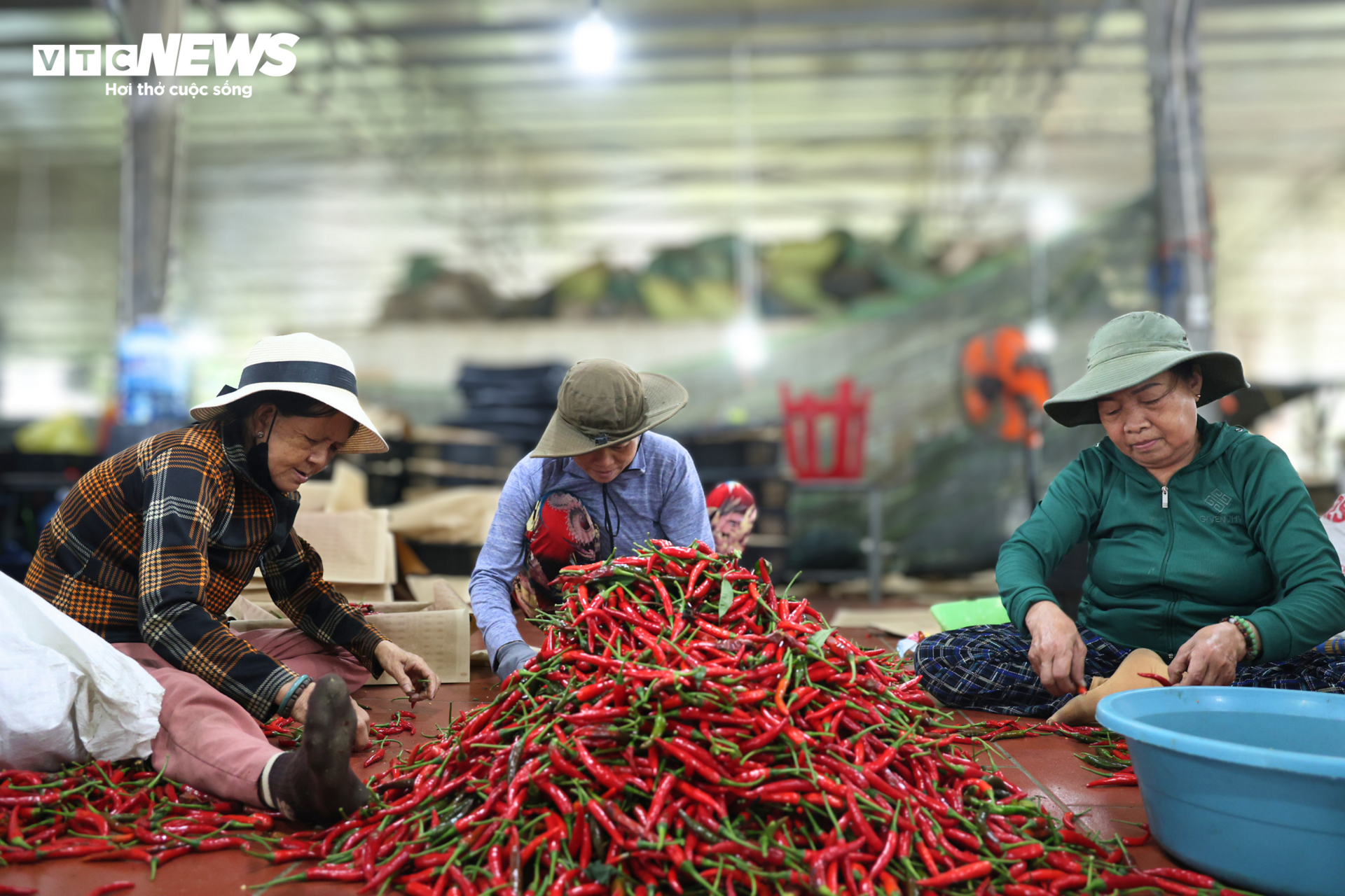 Giá ớt rớt thê thảm, nông dân Quảng Ngãi điêu đứng - 6