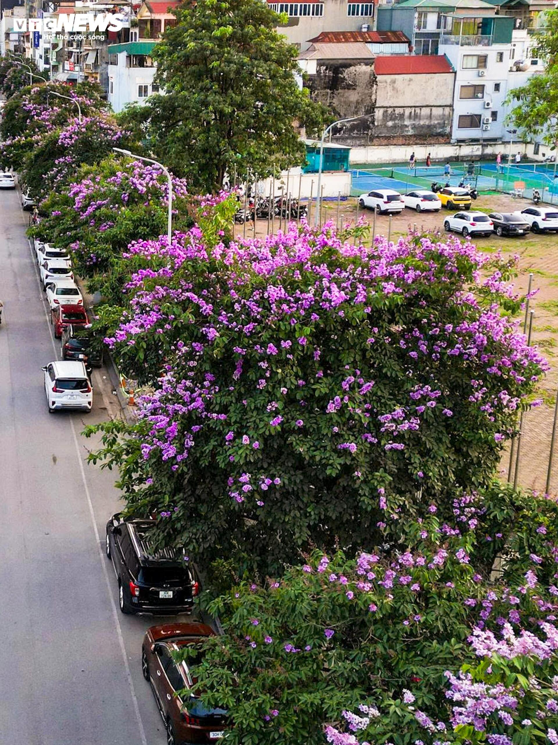 Bằng lăng nở rộ, phố phường Hà Nội rợp sắc tím đầu hè - 10