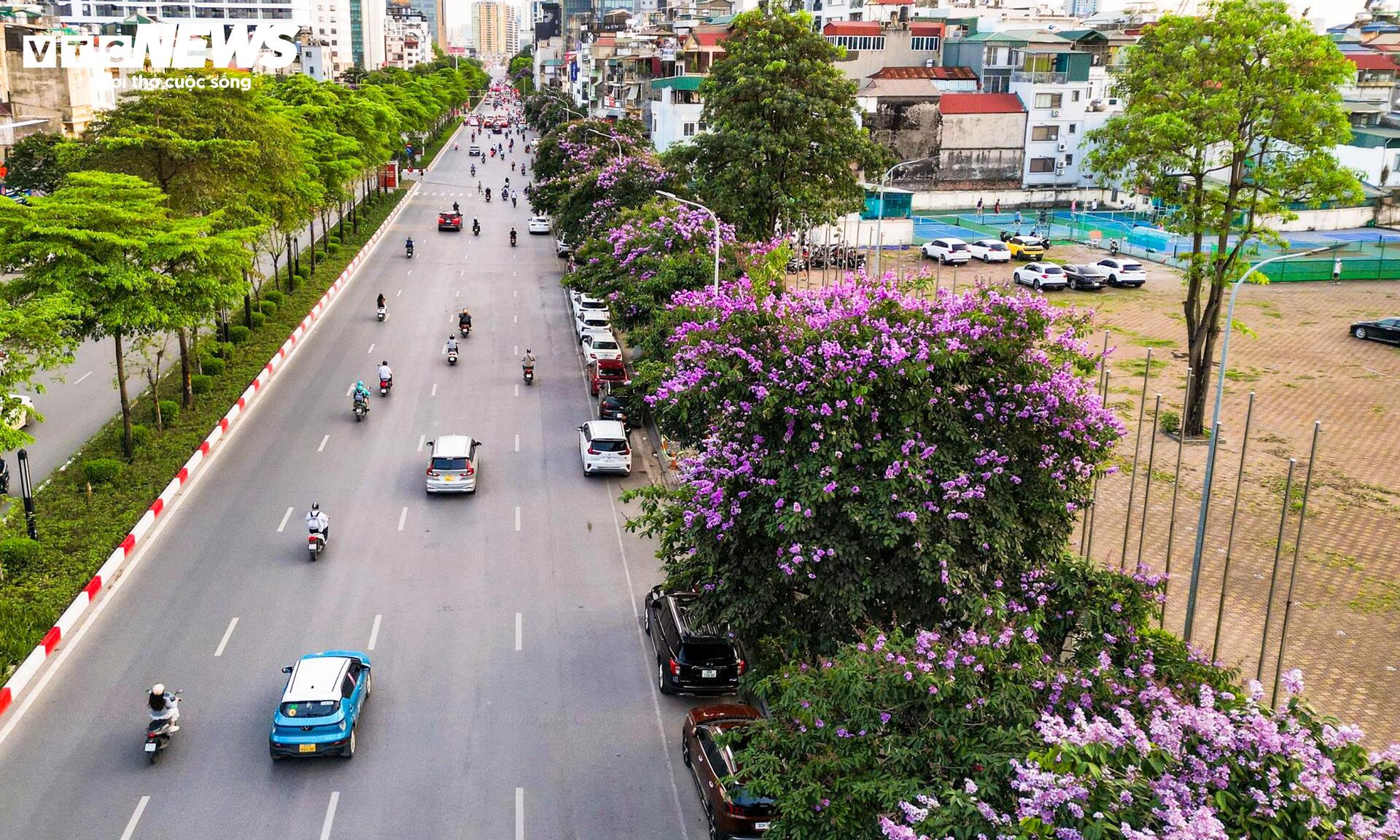 Bằng lăng nở rộ, phố phường Hà Nội rợp sắc tím đầu hè - 2