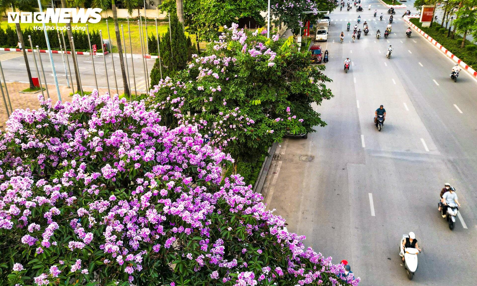 Bằng lăng nở rộ, phố phường Hà Nội rợp sắc tím đầu hè - 4