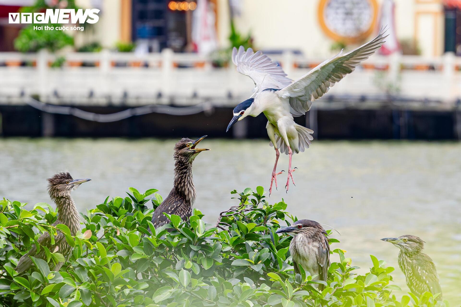 Đàn chim hoang dã kéo về Hồ Gươm làm tổ, săn mồi khiến du khách thích thú - 2