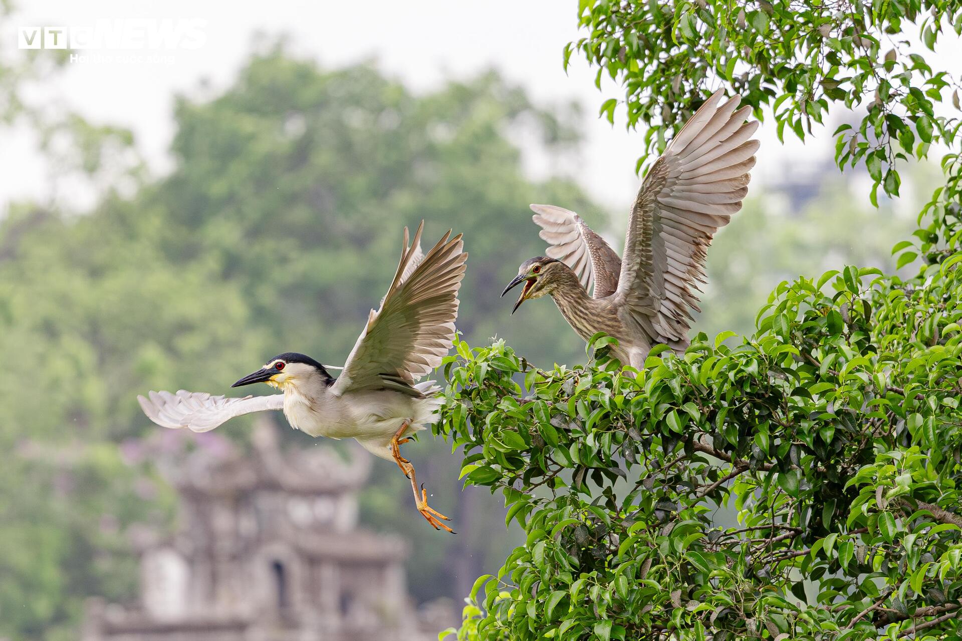 Đàn chim hoang dã kéo về Hồ Gươm làm tổ, săn mồi khiến du khách thích thú - 3