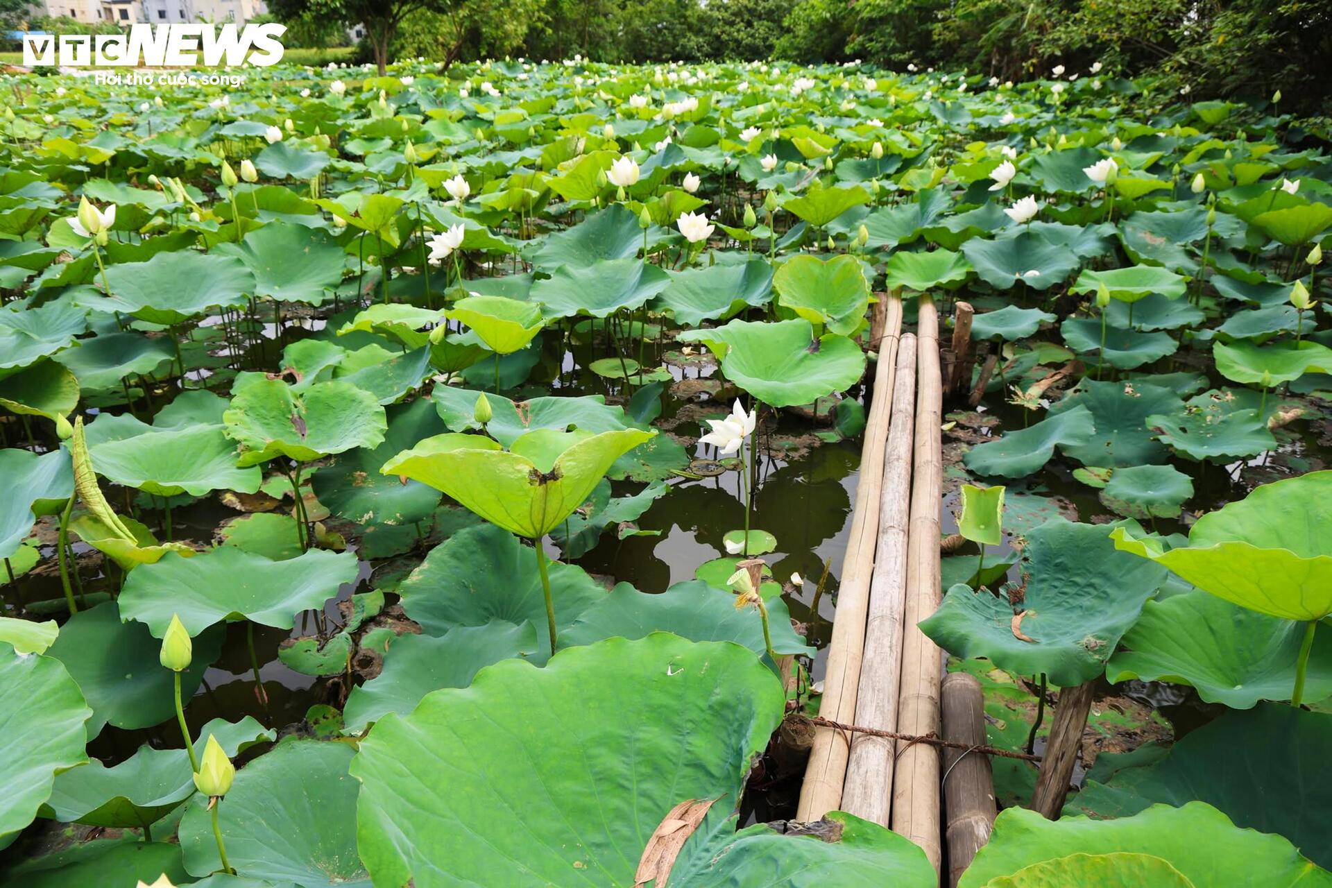 Đầm Bạch Liên hiếm gặp cách trung tâm Hà Nội 20km vào mùa đẹp nhất năm - 1