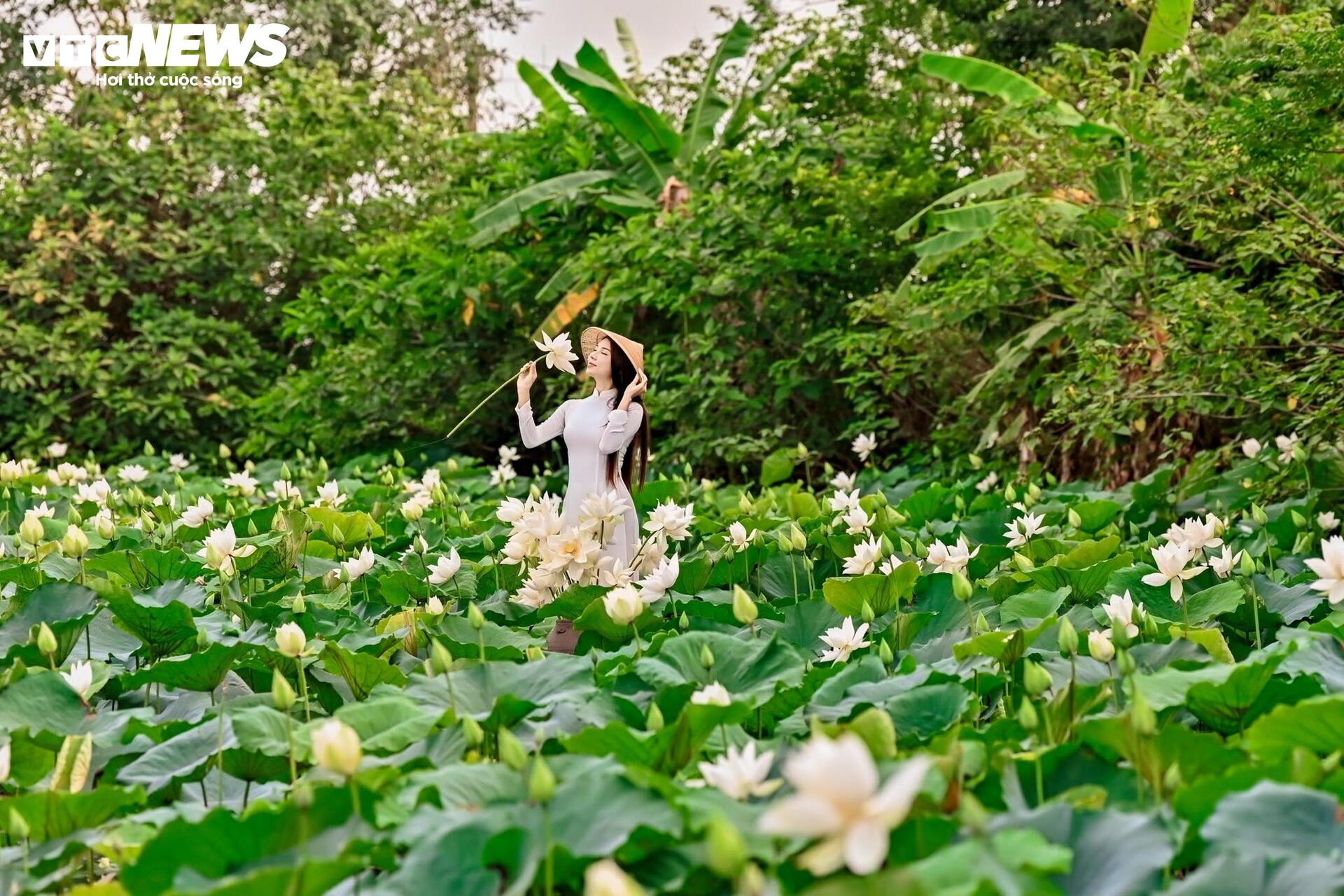 Đầm Bạch Liên hiếm gặp cách trung tâm Hà Nội 20km vào mùa đẹp nhất năm - 8