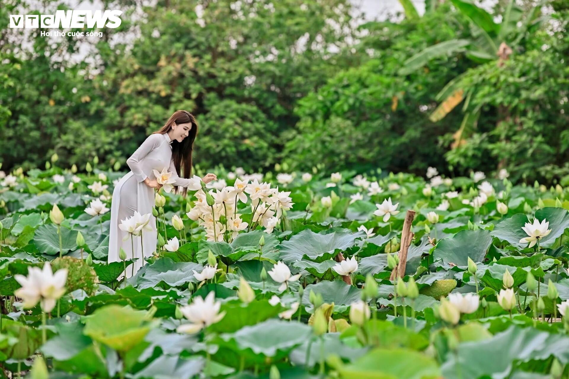 Đầm Bạch Liên hiếm gặp cách trung tâm Hà Nội 20km vào mùa đẹp nhất năm - 10